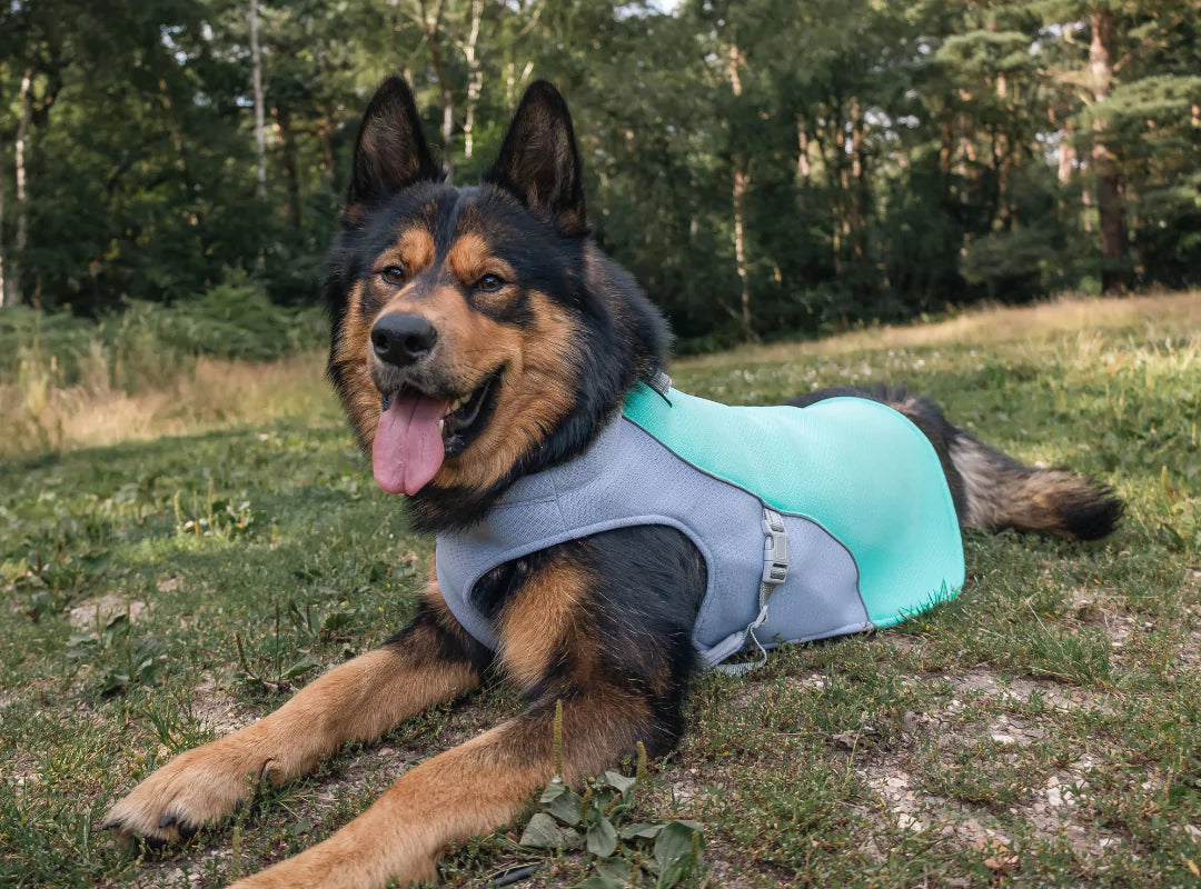 canine culture dog fleece