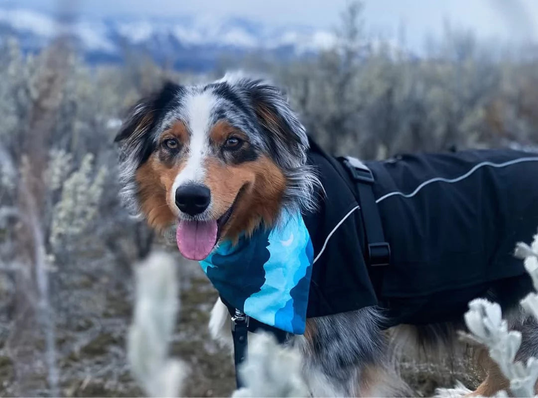 dog coats