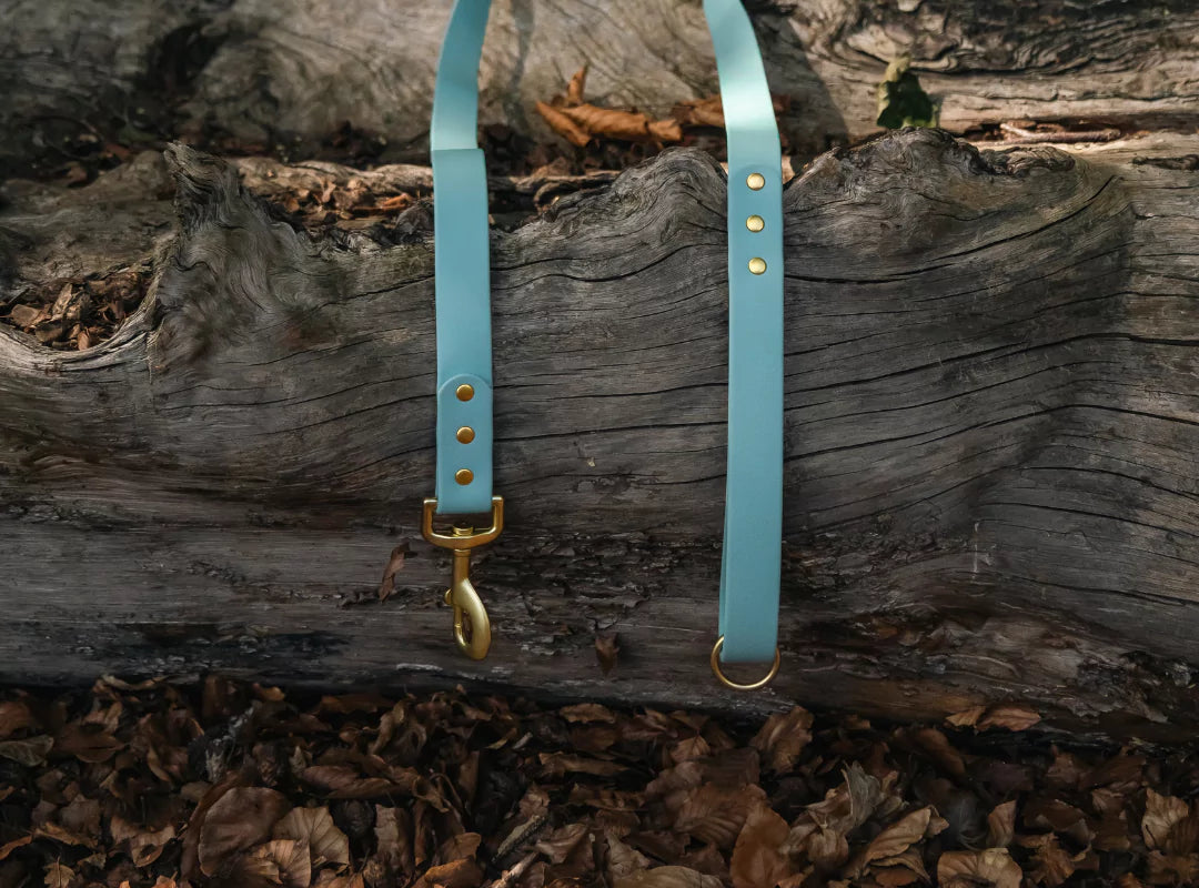 canine culture dog leashes