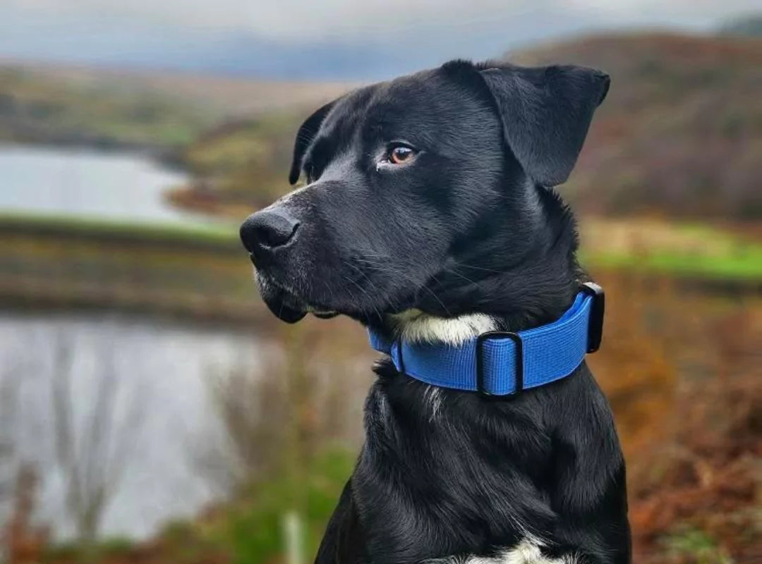 canine culture dog collars