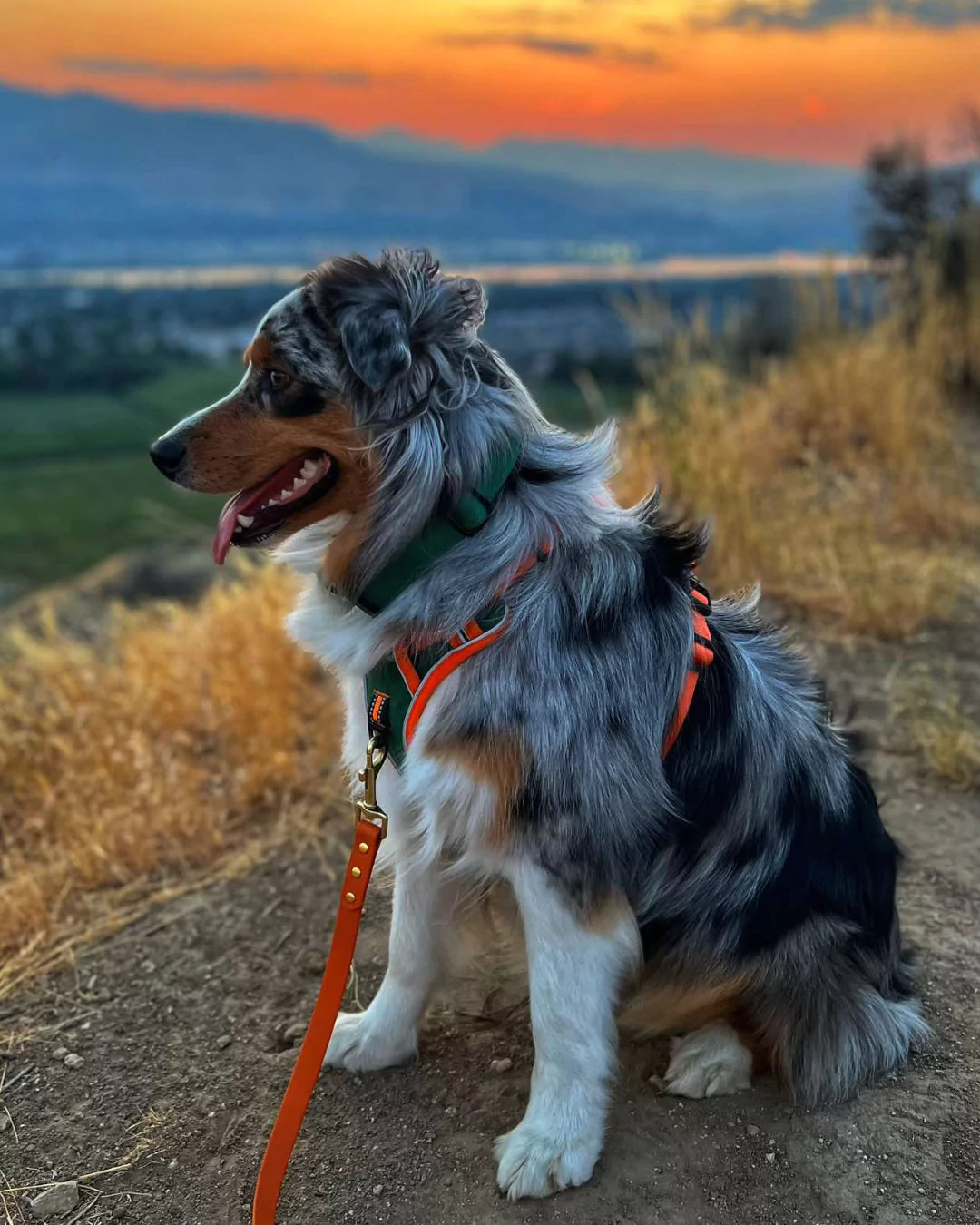 canine culture dog accessories