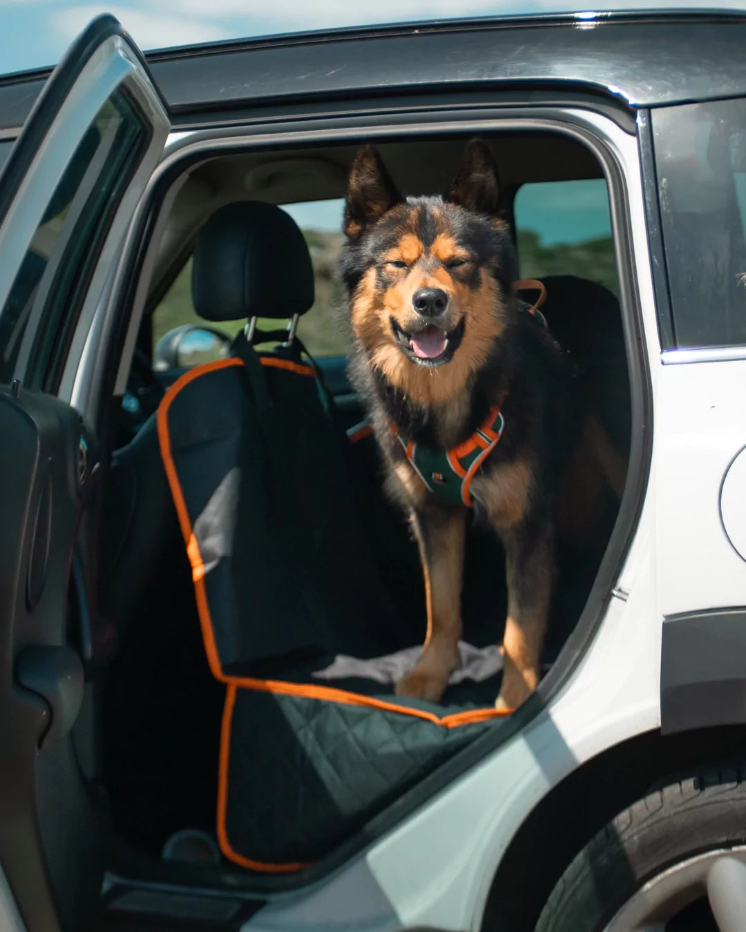 Canine Culture Instagram