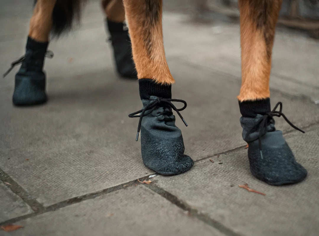 Collections Dog Shoes Canine Culture
