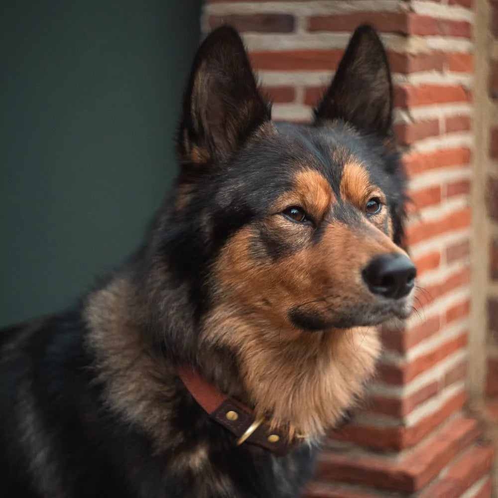 Custom Artisan Dog Collar Lead Personalised Canine Culture