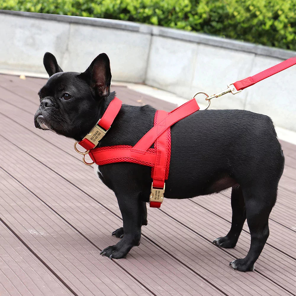 Custom Belgravia Dog Gear Set Harness Collar Leash Canine Culture