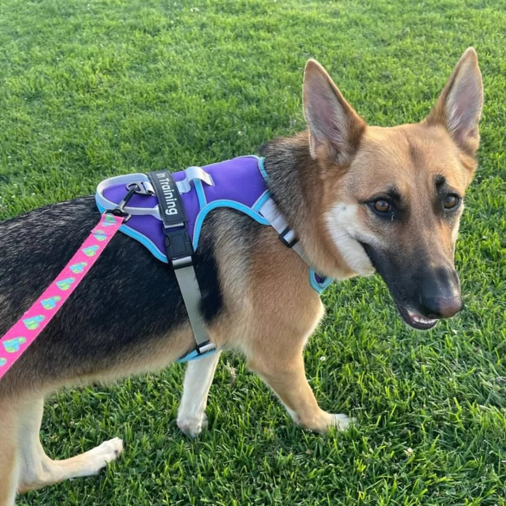 Custom Canine Dog Harness Canine Culture Y Shape Front With Front Clip