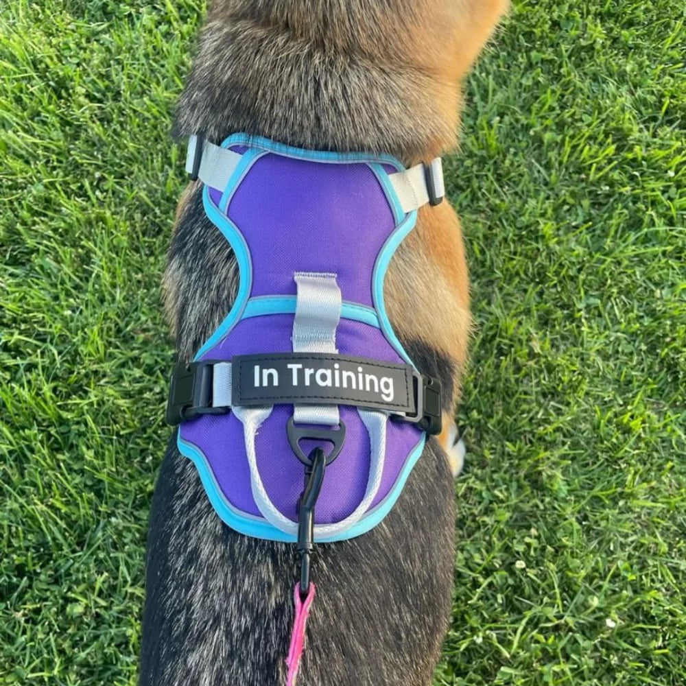 Custom Canine Dog Harness Canine Culture Y Shape Front With Front Clip