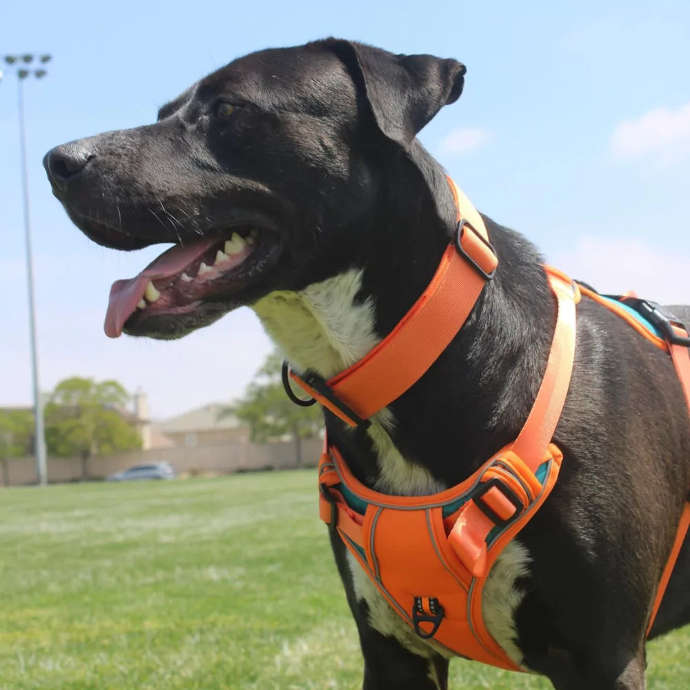 Custom Canine Dog Harness Canine Culture Y Shape Front With Front Clip