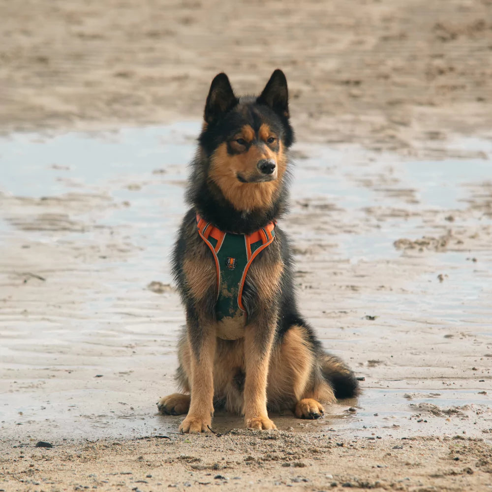 Custom Canine Dog Harness Canine Culture Y Shape Front With Front Clip