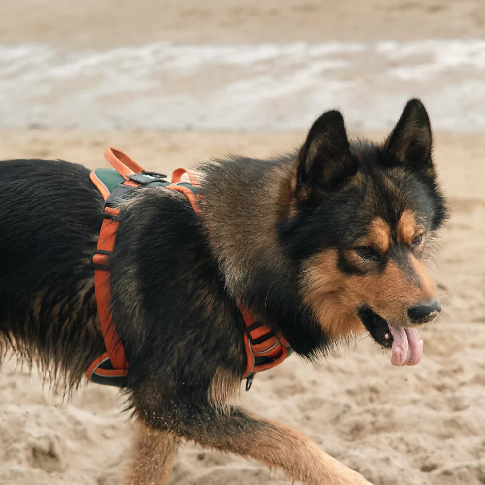 Custom Canine Dog Harness Canine Culture Y Shape Front With Front Clip