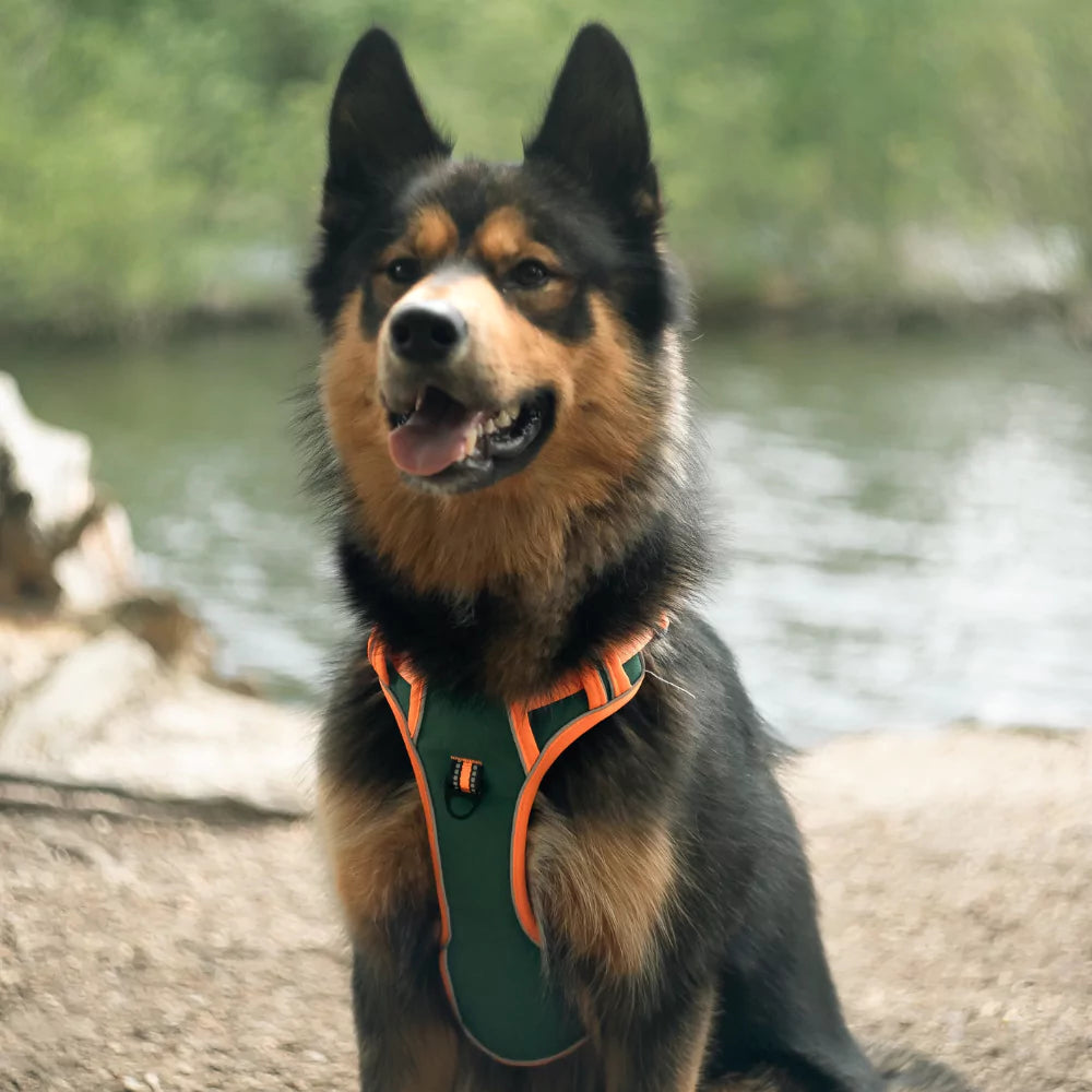 Custom Canine Dog Harness Canine Culture Y Shape Front With Front Clip