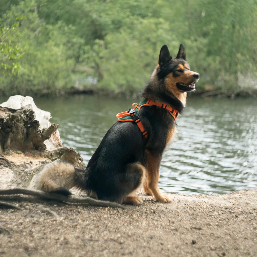 Custom Canine Dog Harness Canine Culture Y Shape Front With Front Clip
