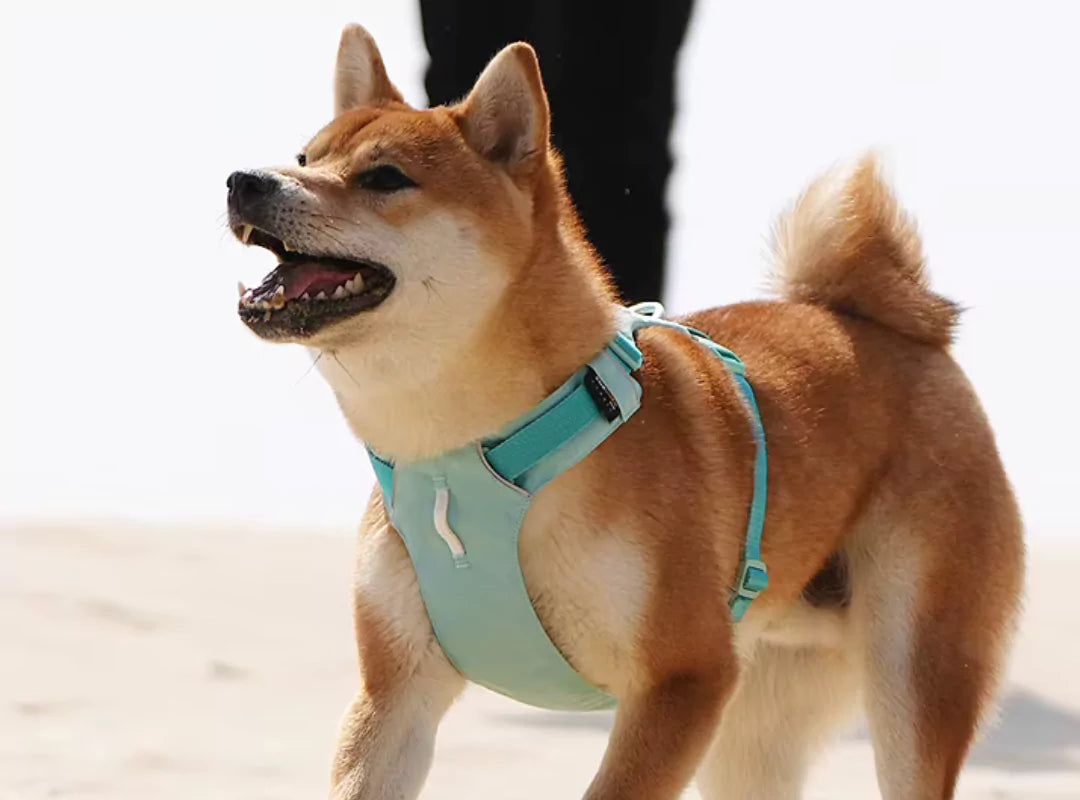 canine culture cordura