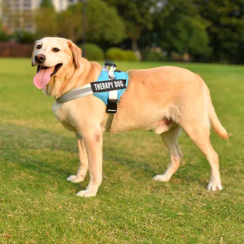 Purple Reflective Personalized Dog Harness - Canine Culture
