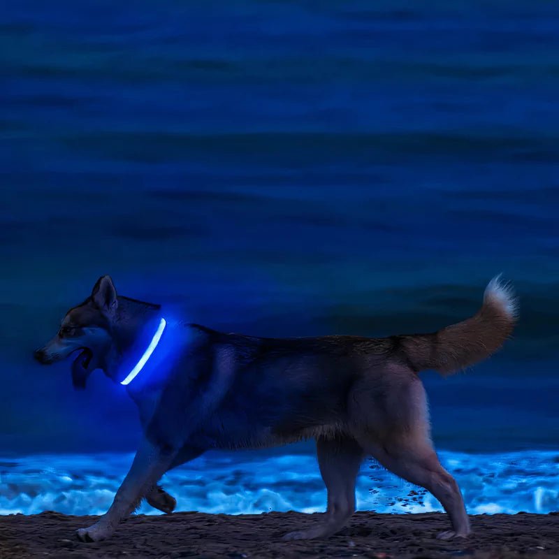 Red LED Dog Collar | Waterproof - Canine Culture