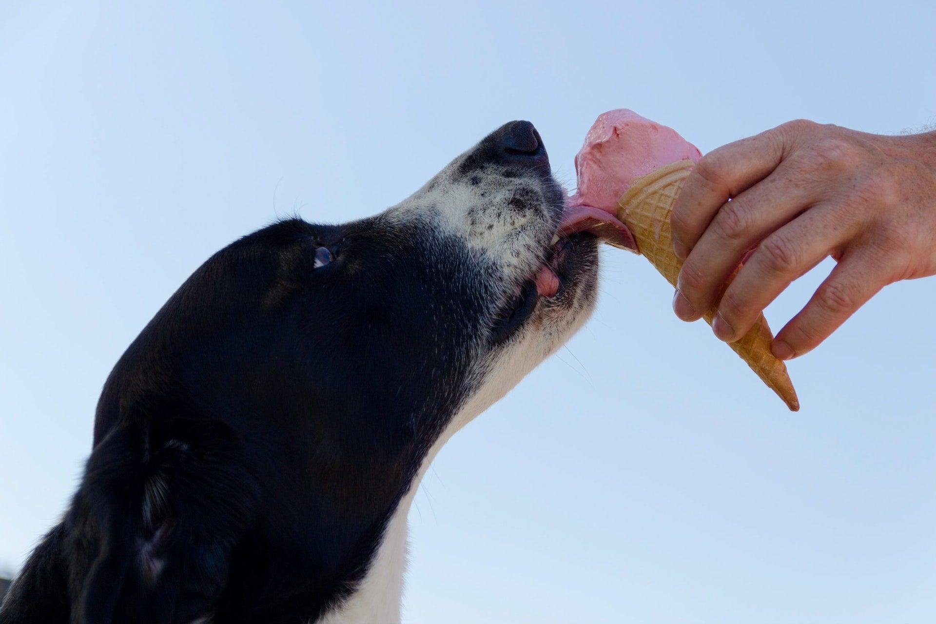 11 Foods You Must Never Give Your Dog - Canine Culture