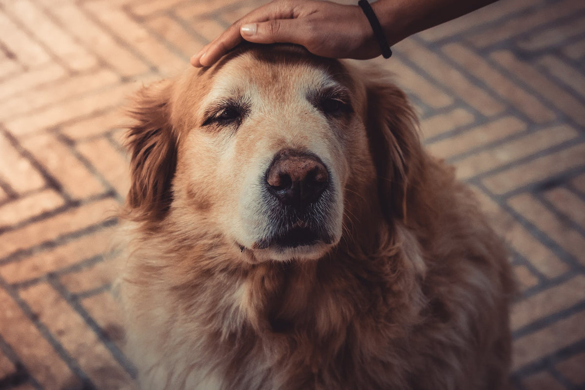Caring for Senior Dogs: Health and Happiness in their Golden Years ...