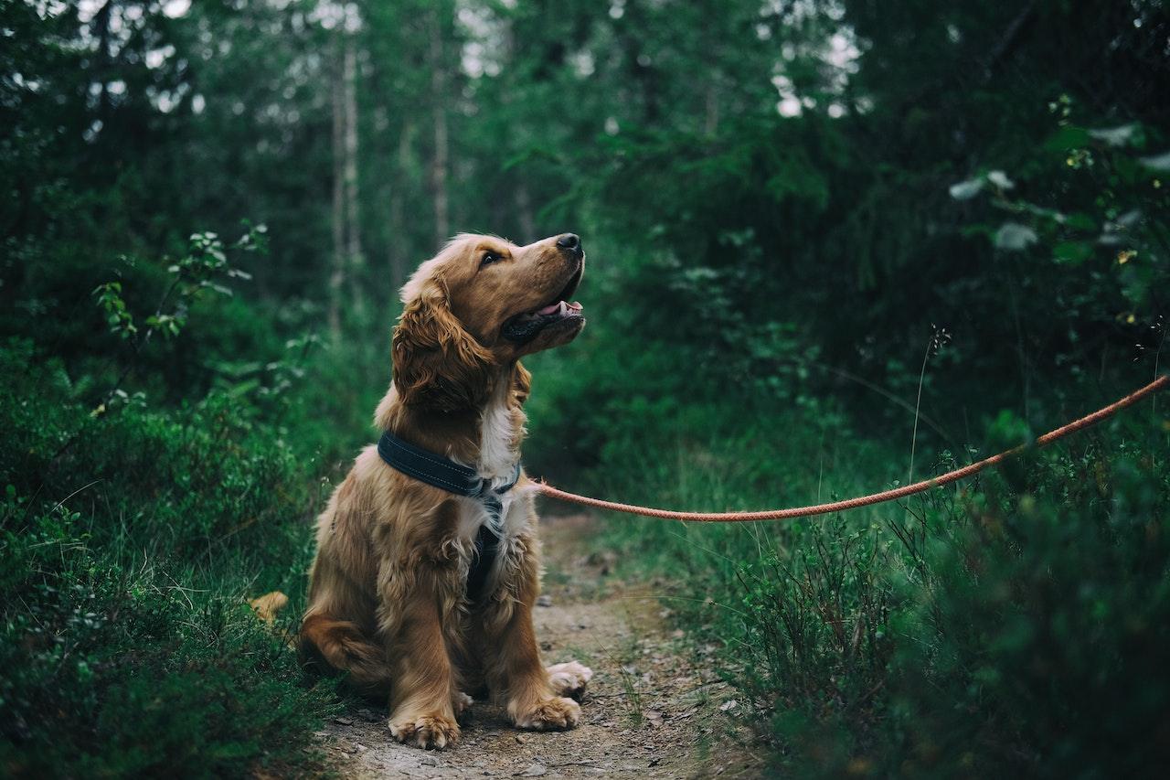 Finding the Right Dog Lead - Canine Culture