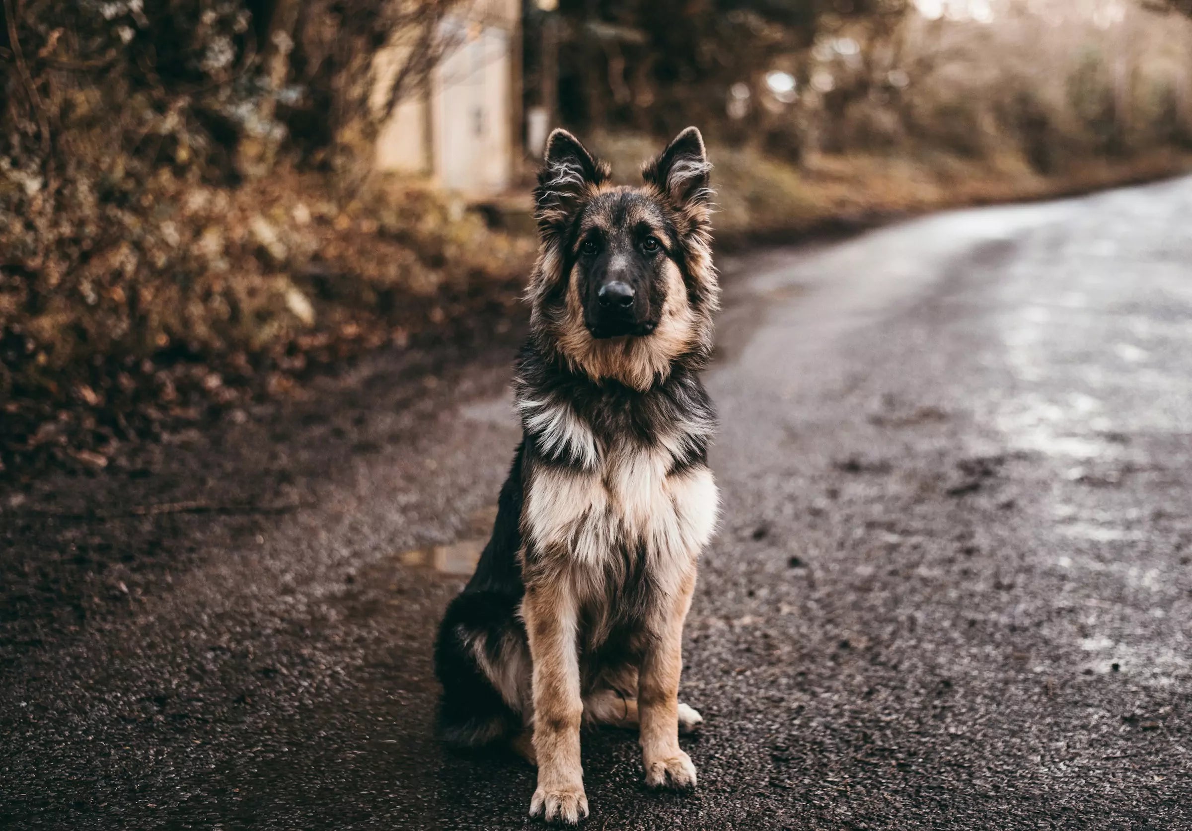 3 Basic Commands Every Dog Parent Should Master Canine Culture