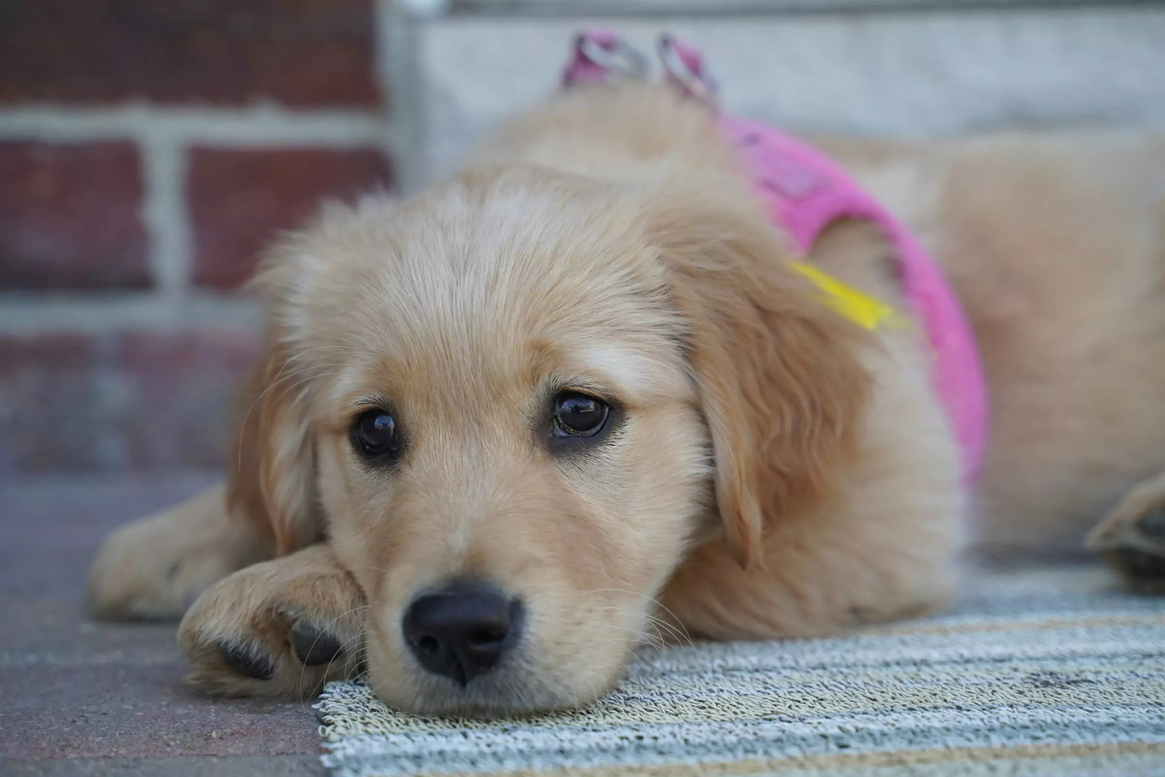 Can Puppies Wear Harnesses? (Age, Fit and Safety Guide)