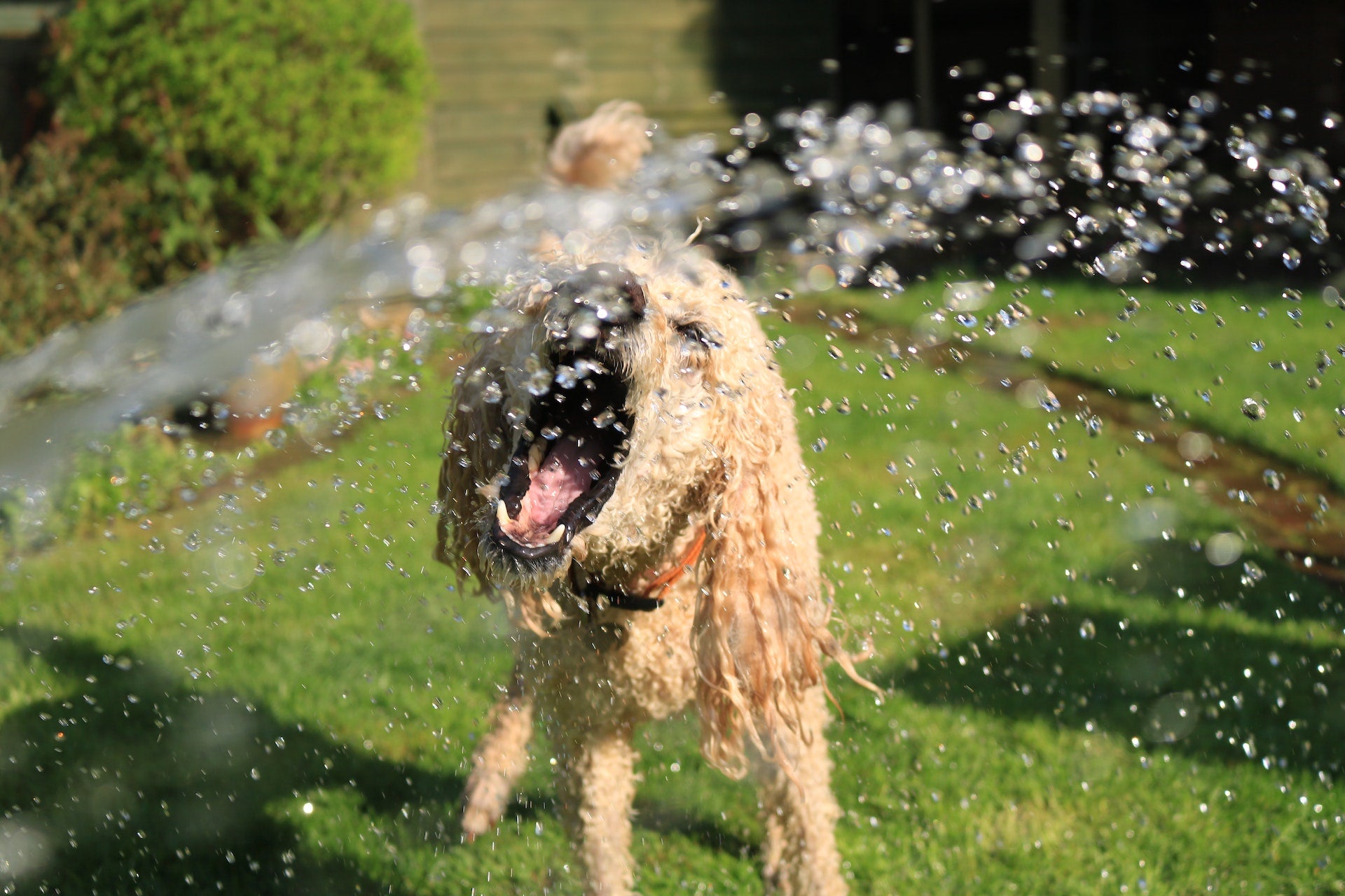 5 Ways To Keep Your Dog Safe in Summer