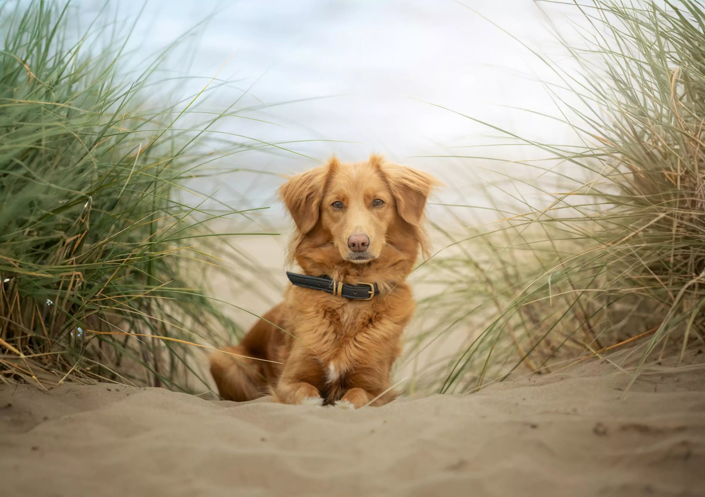 11 Things All Dog Owners Must Know