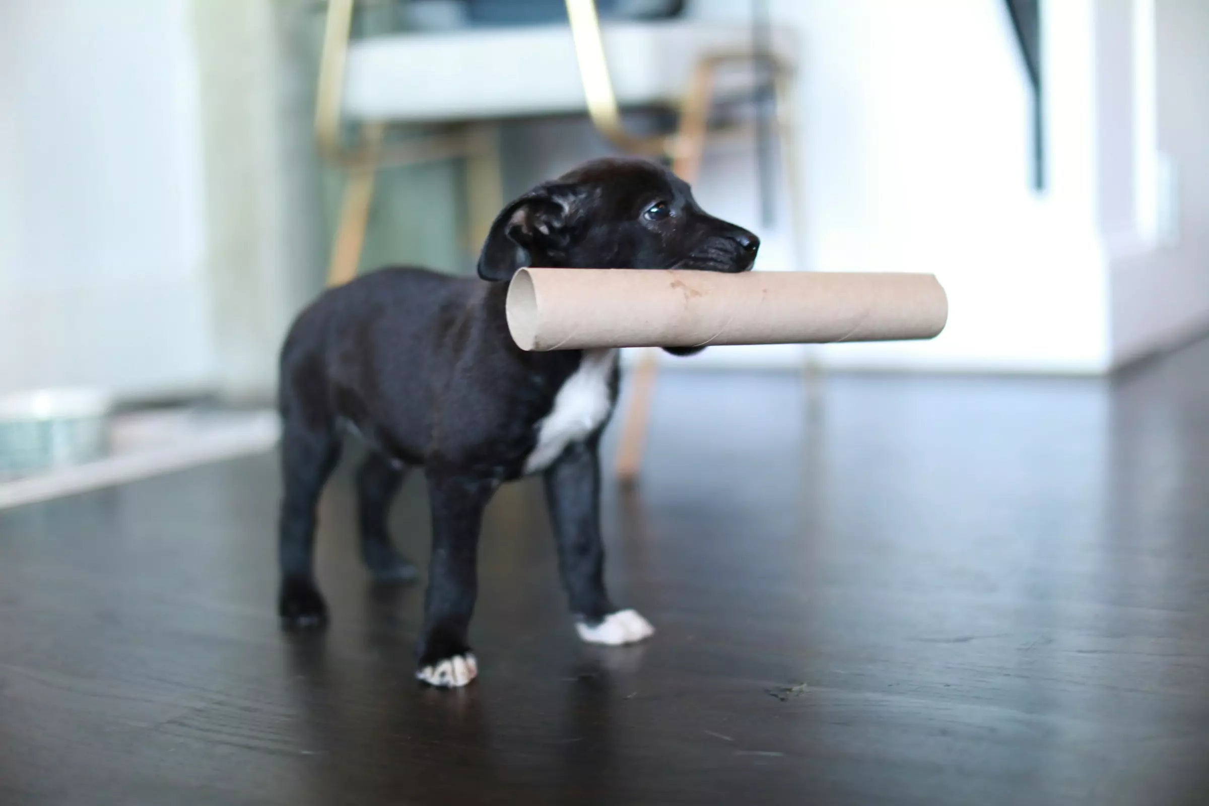 5 Ways to Keep Your Dog Happy in a Small Apartment