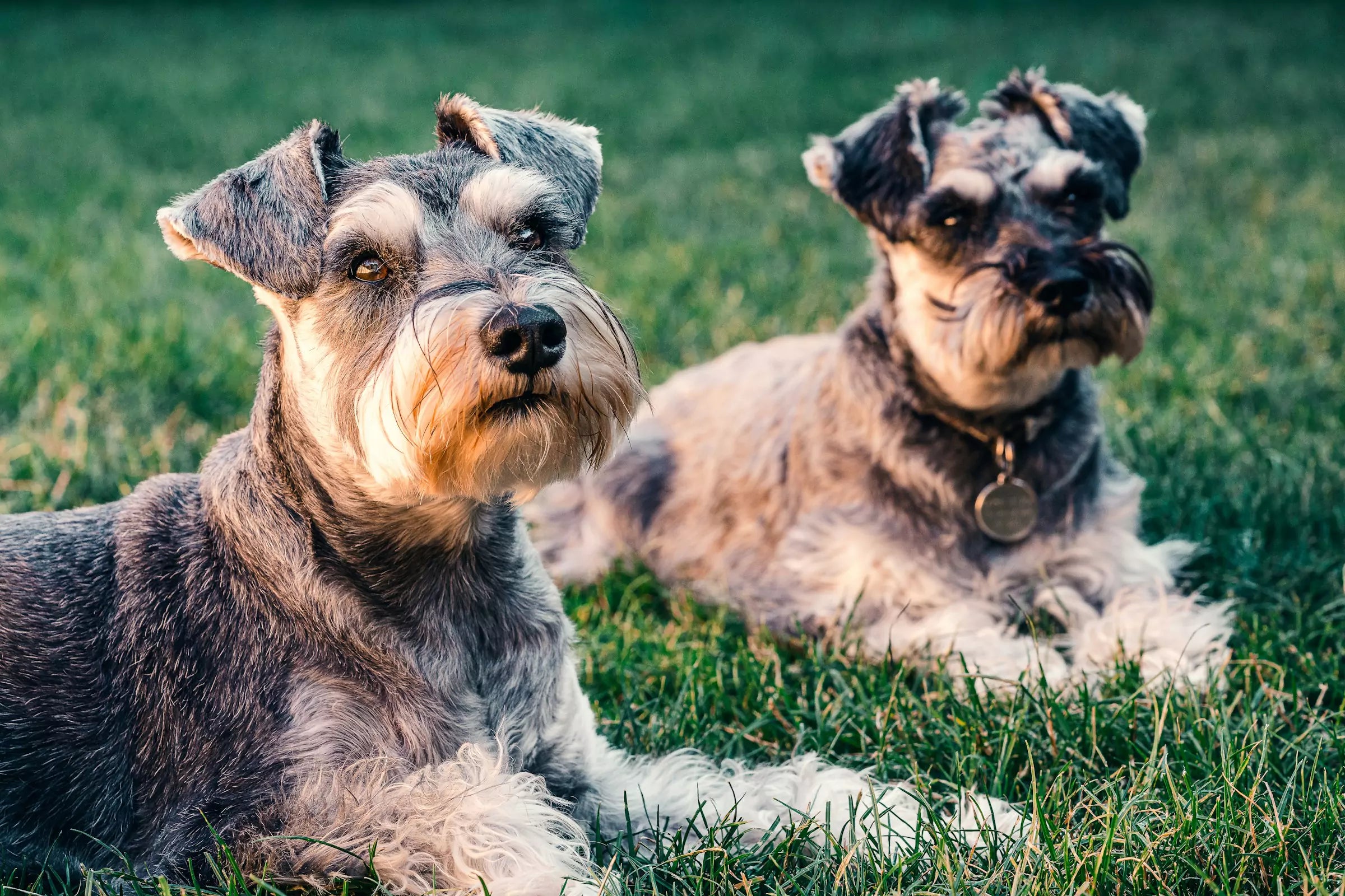 7 Dog Breeds That Are Hypoallergenic