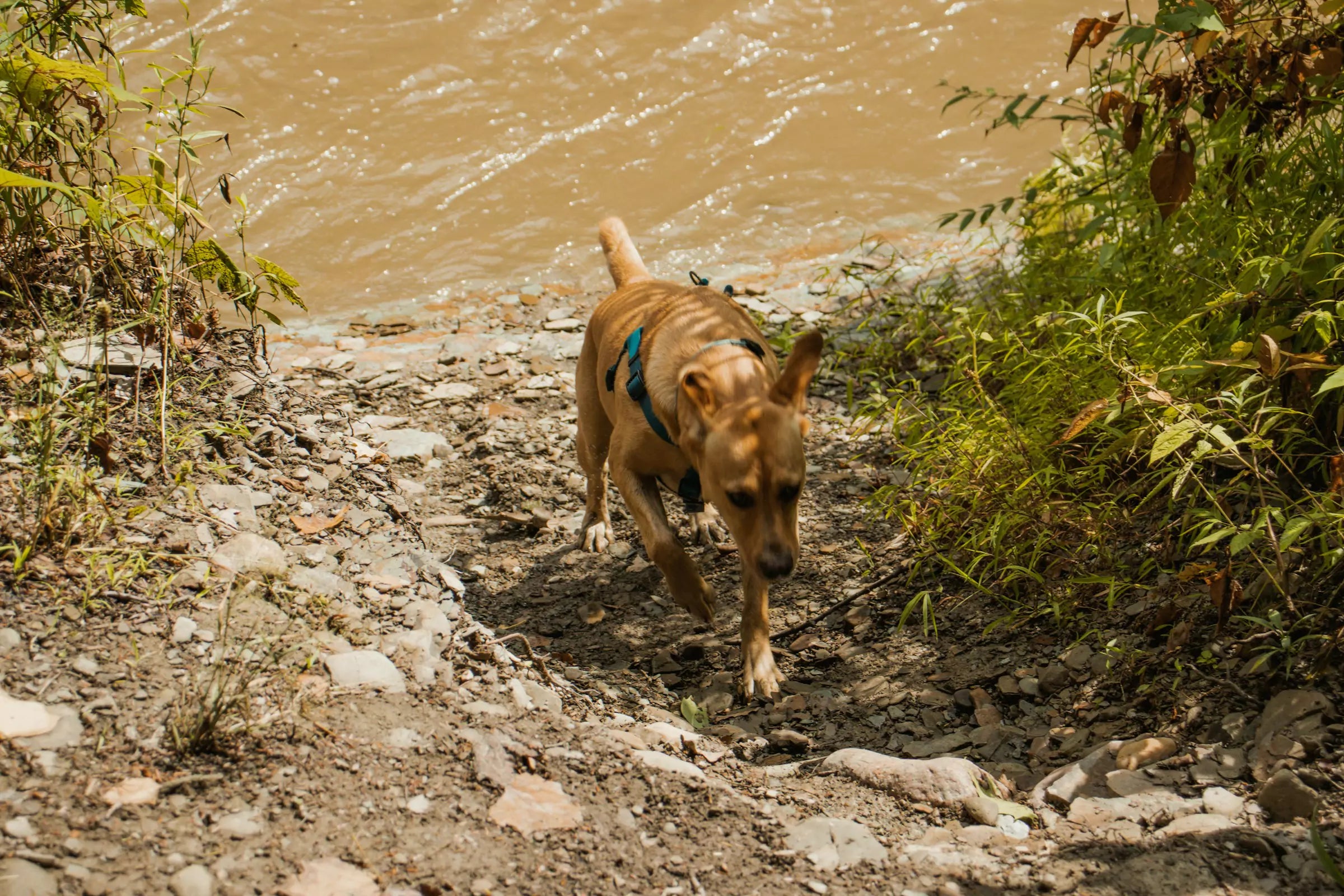 Signs of Joint Pain in Dogs (11 Symptoms You Should Know)