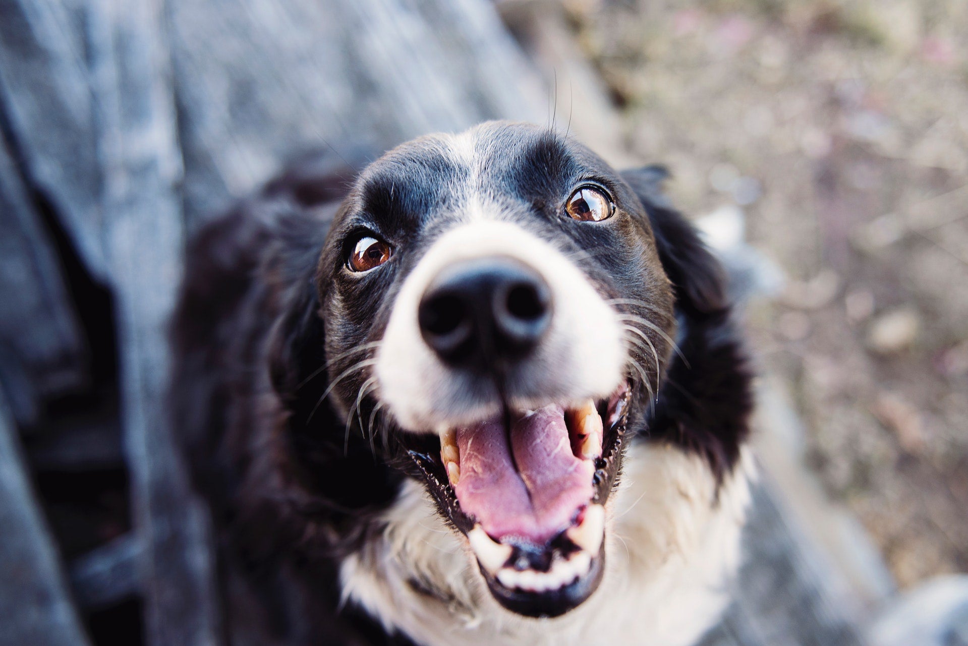7 Quick & Easy Tips for a Happy Dog