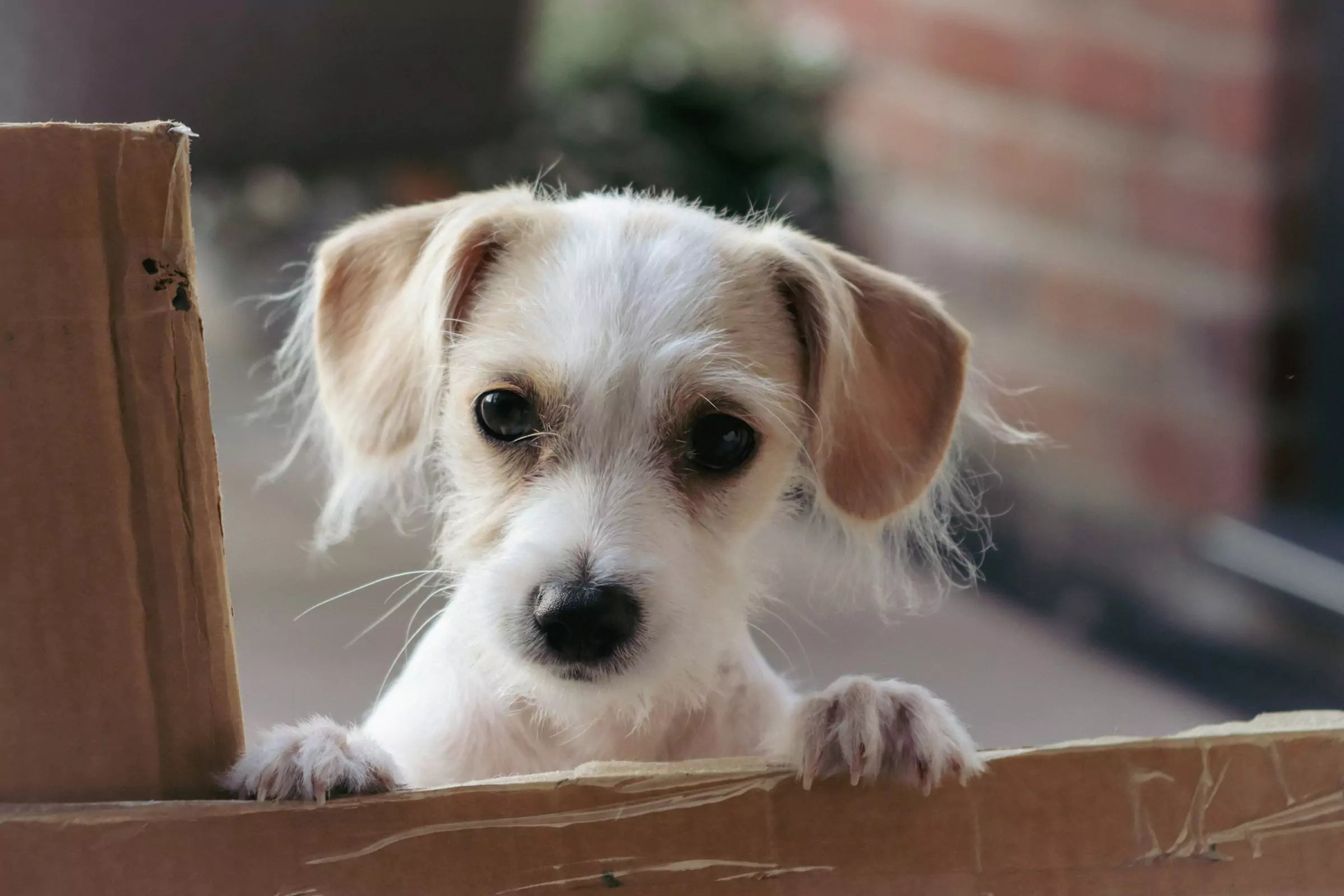 Why Do Dogs Follow You to the Toilet? (The Real Reasons)