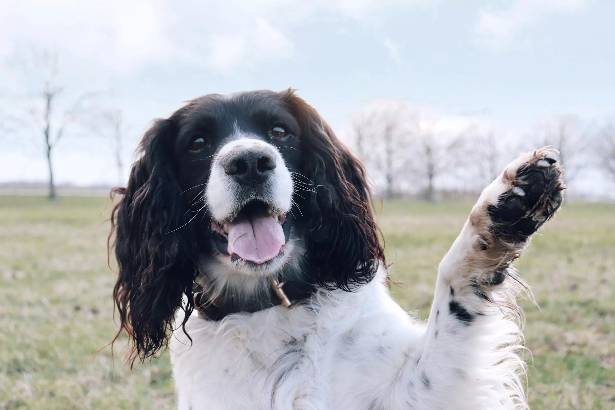 Are Dogs Left or Right Pawed? – Canine Culture
