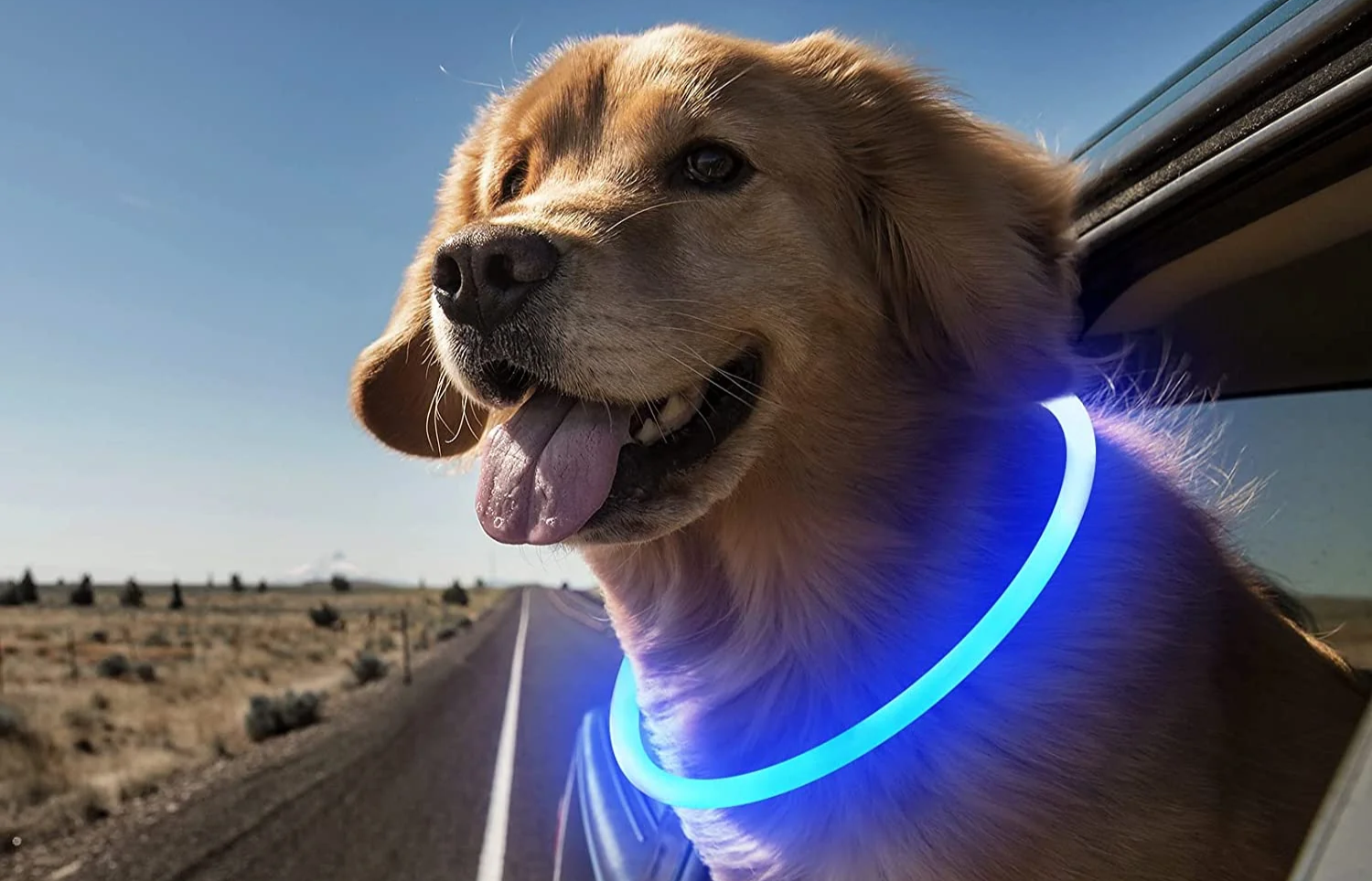 Are LED Dog Collars Worth It