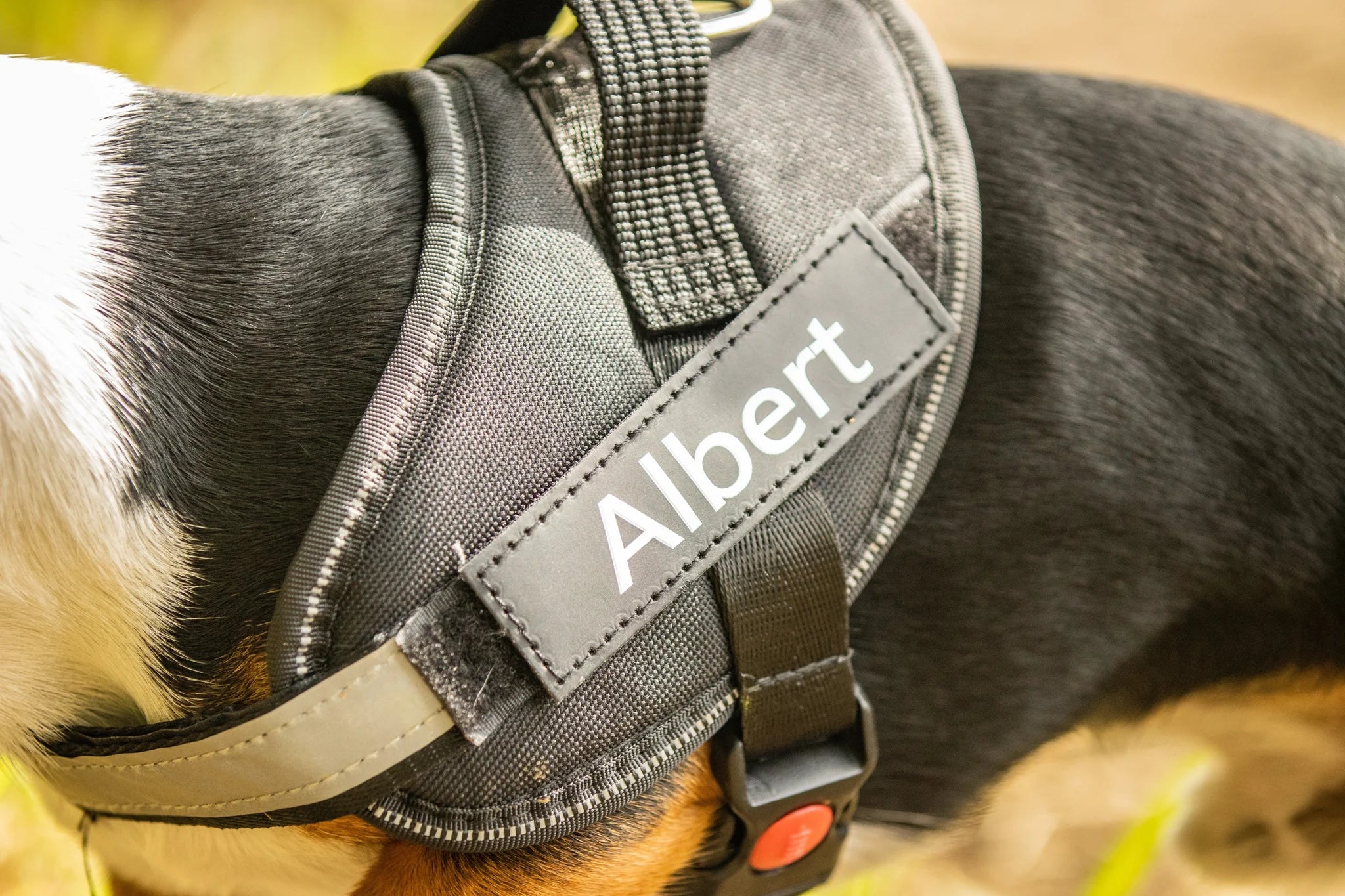 Are Personalized Dog Harnesses Worth It
