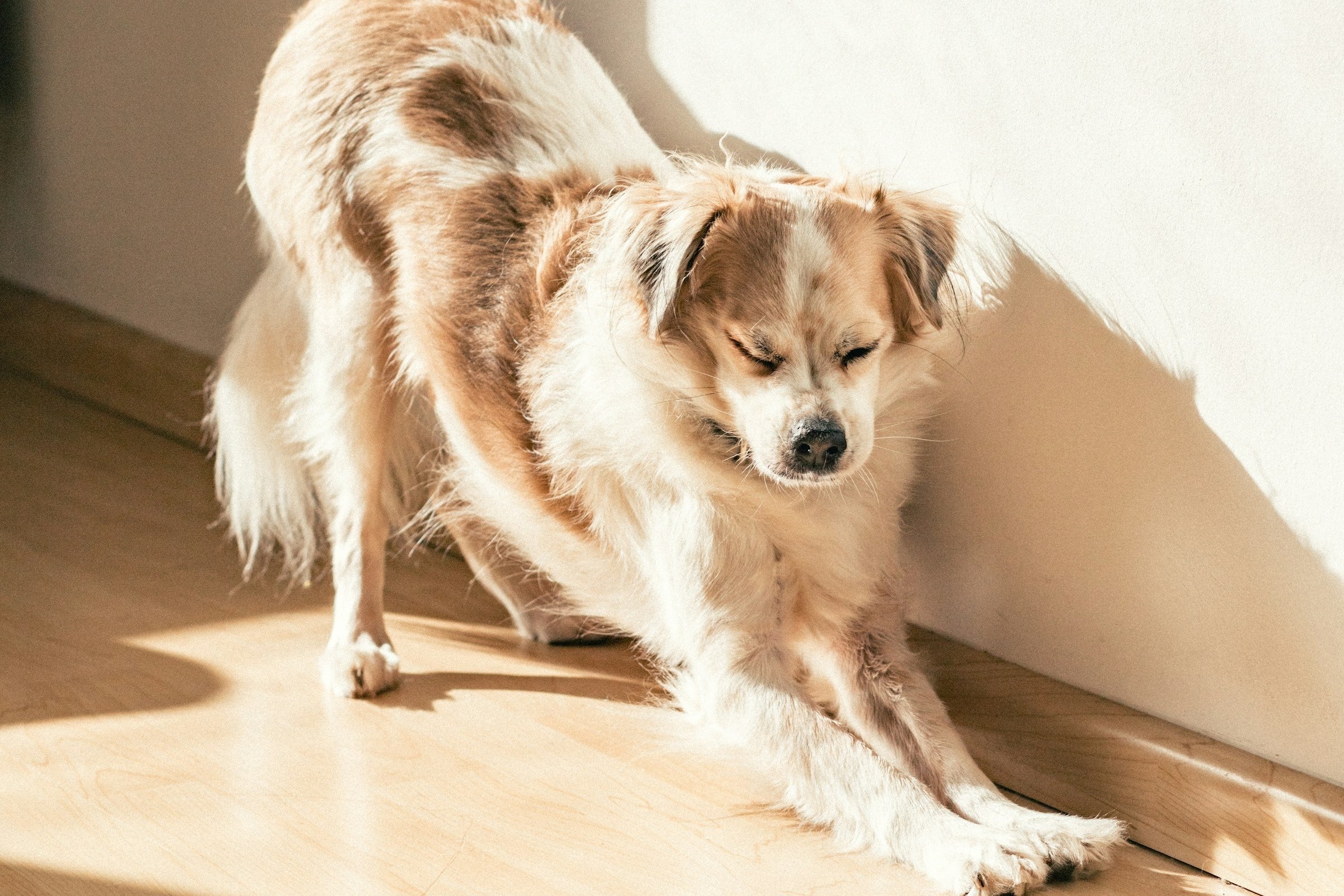 Best Dog Breeds For Apartment Living