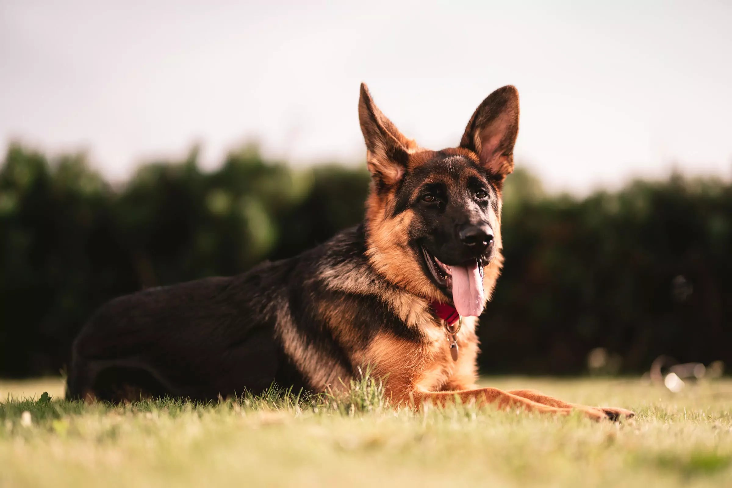 Best Supplements for Large Dogs Canine Culture