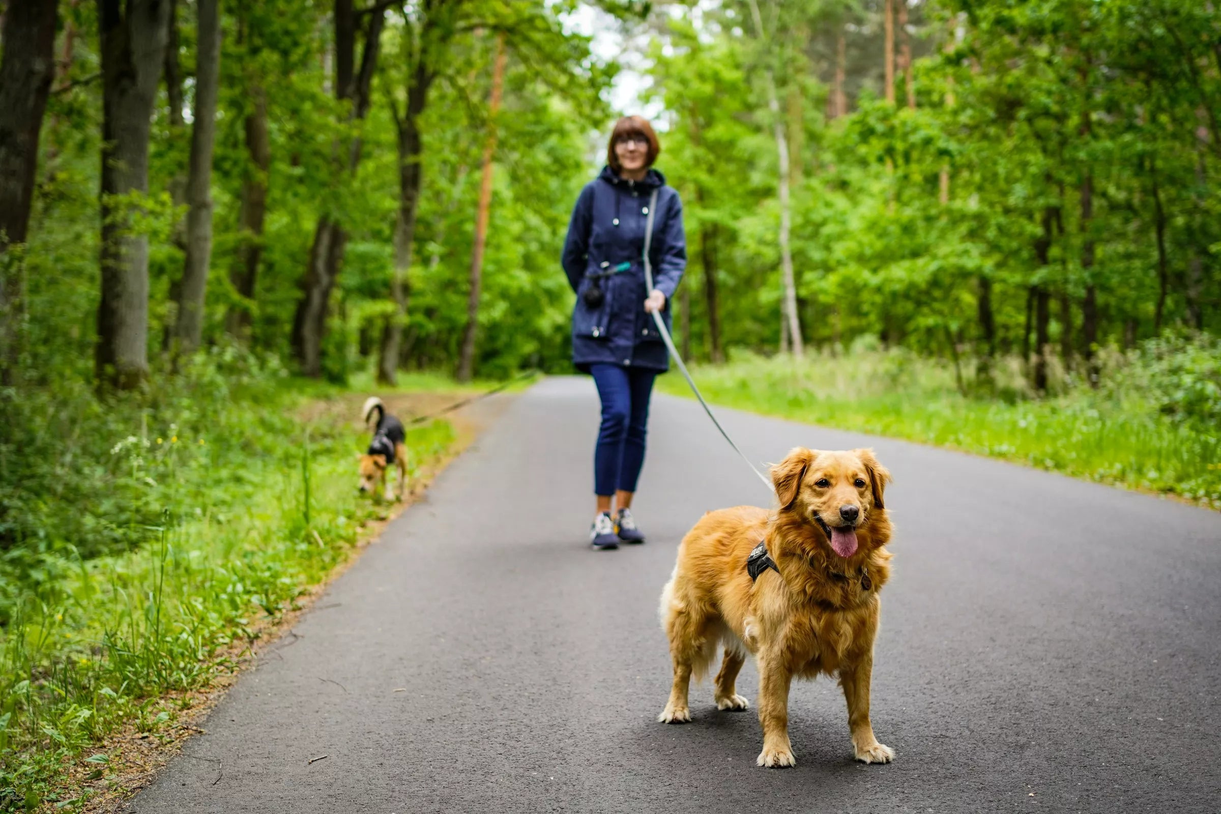 Best Walking Surfaces for Dogs (And Which Ones to Avoid)