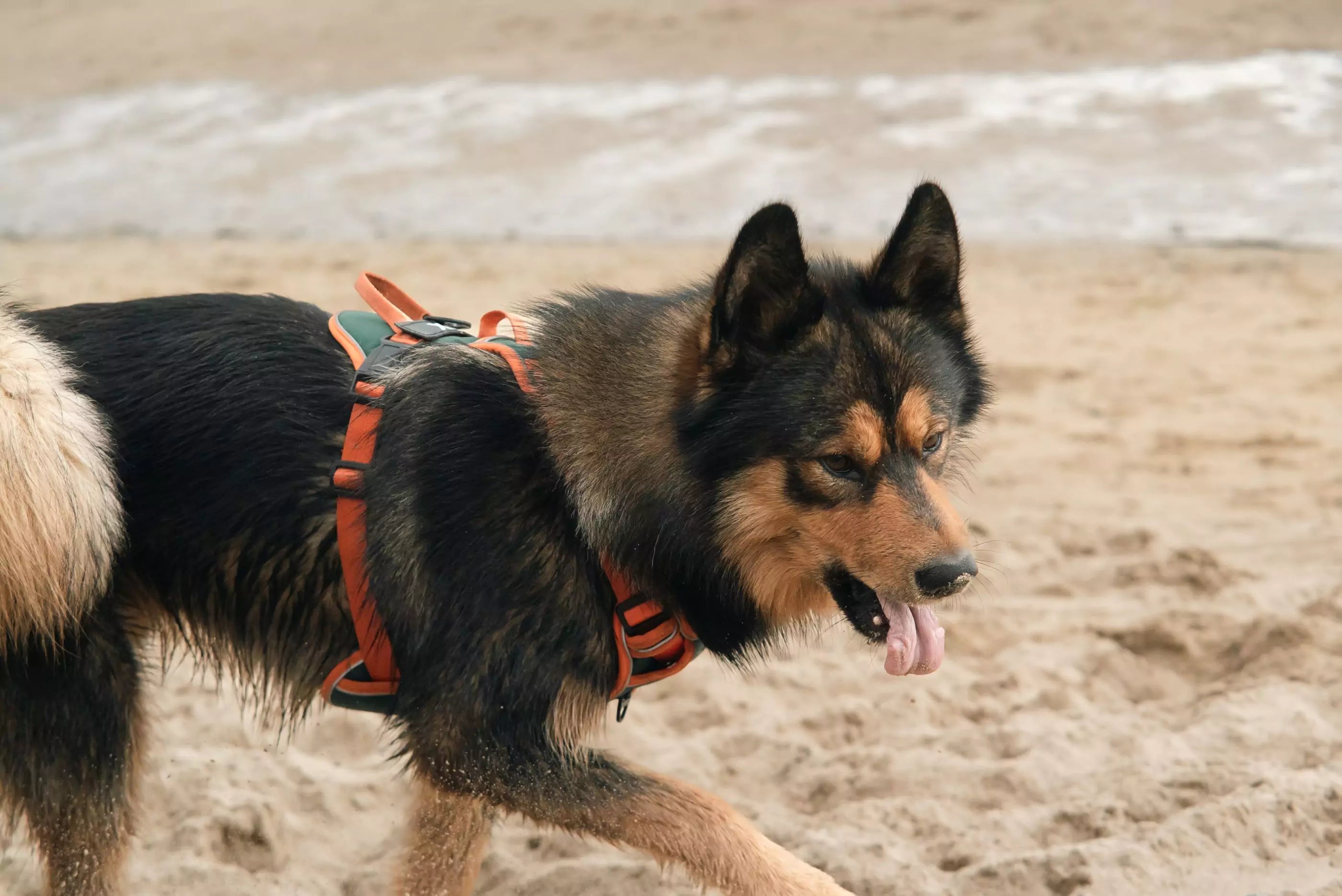 COLLARS VS HARNESSES CANINE CULTURE