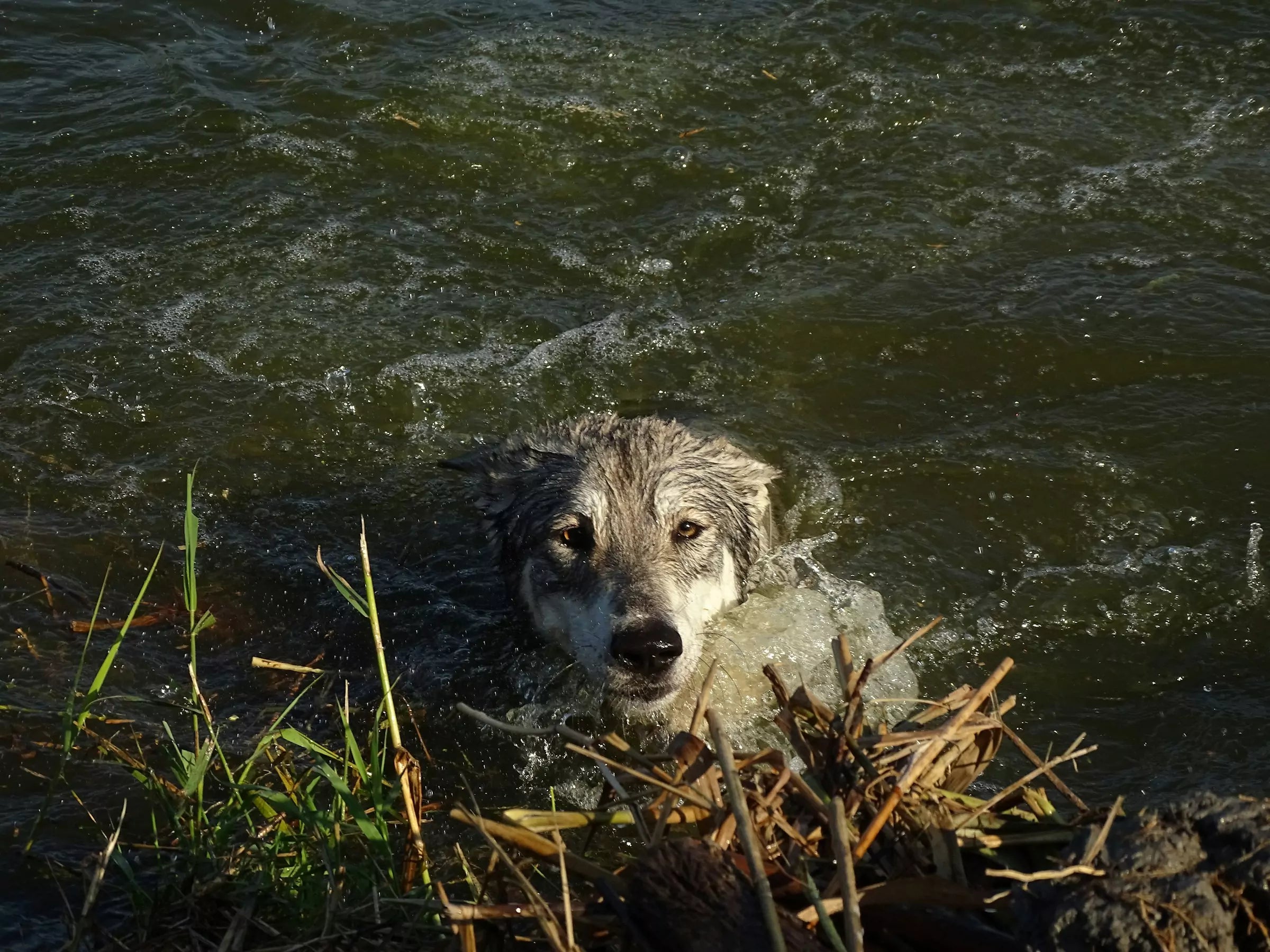 Can All Dogs Swim Canine Culture