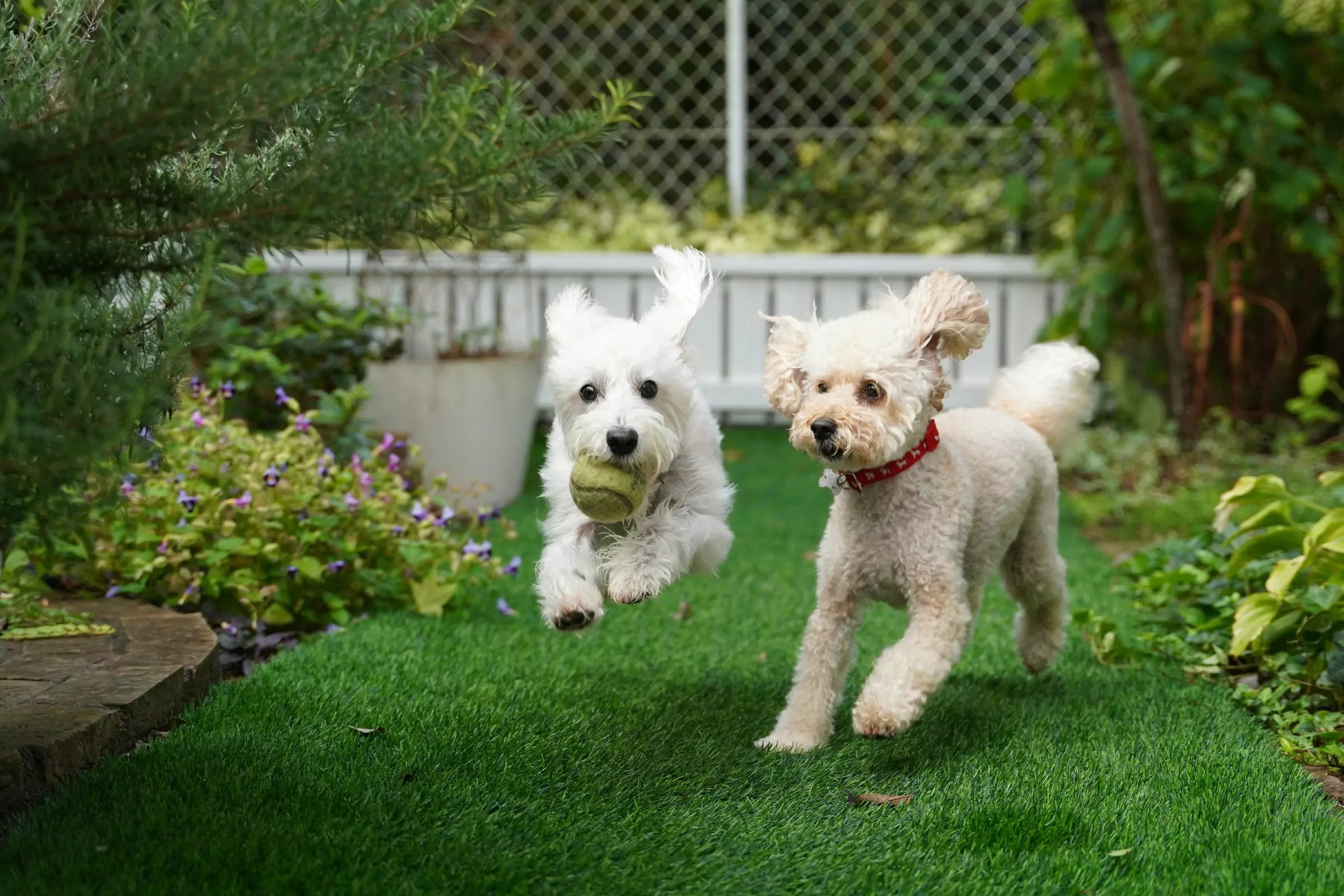 Can Dog Pee Really Kill Plants CANINE CULTURE
