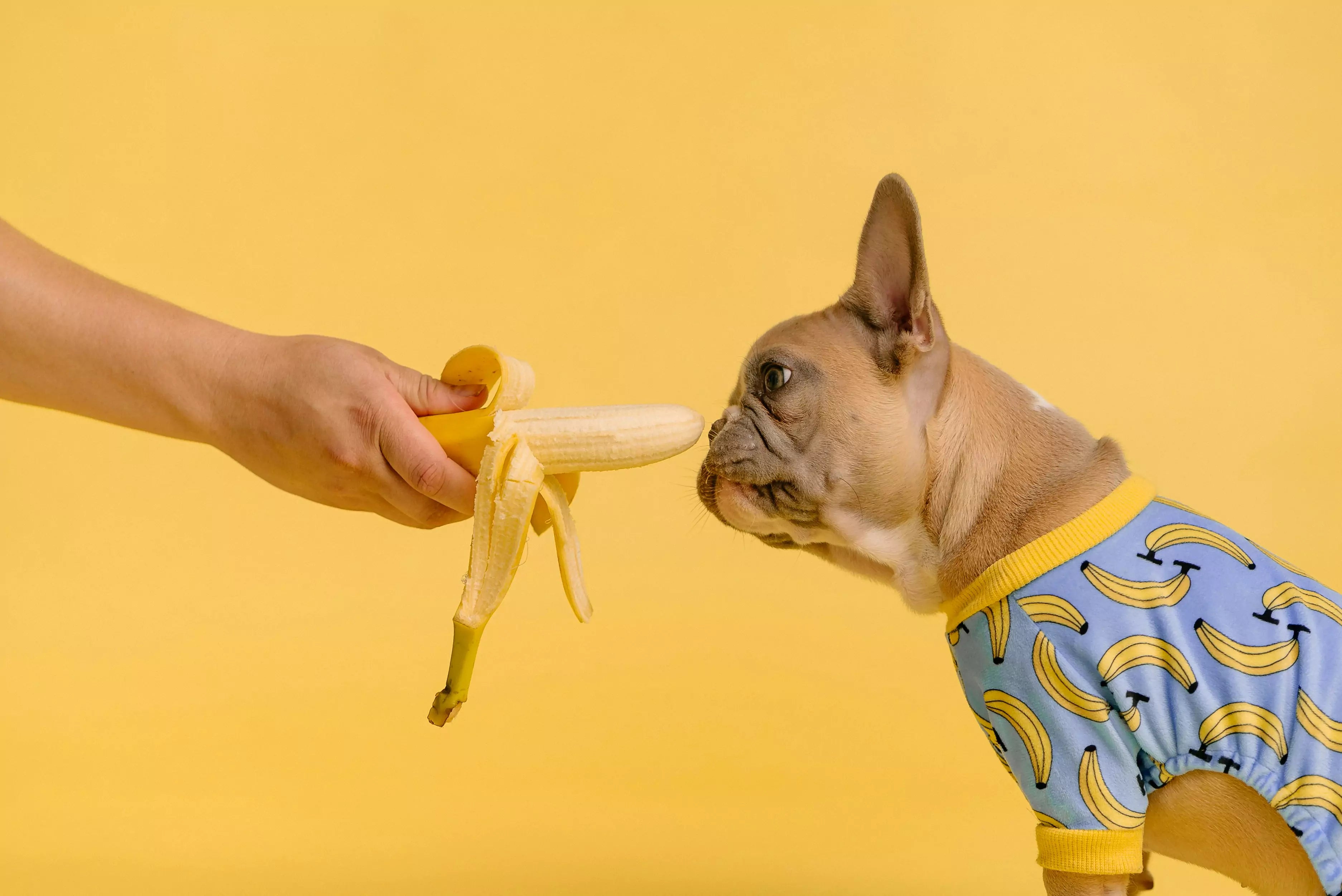 Can Dogs Eat Bananas Canine Culture