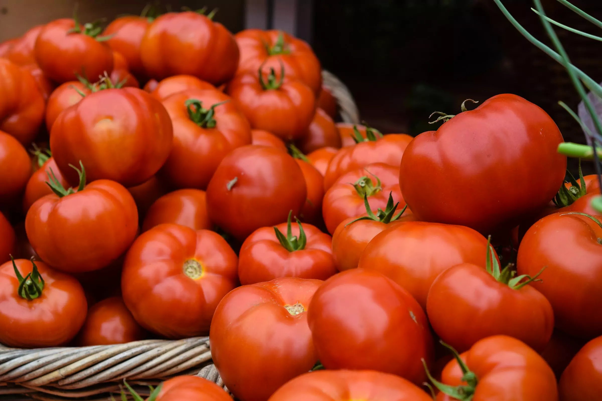 Can Dogs Eat Tomatoes CANINE CULTURE