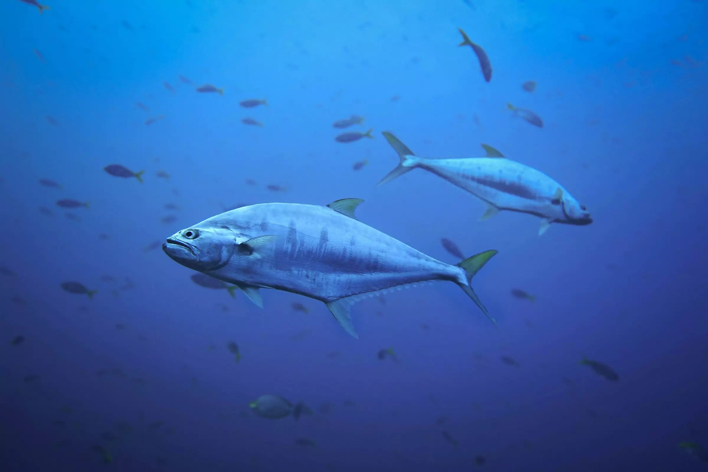 Can Dogs Eat Tuna Canine Culture