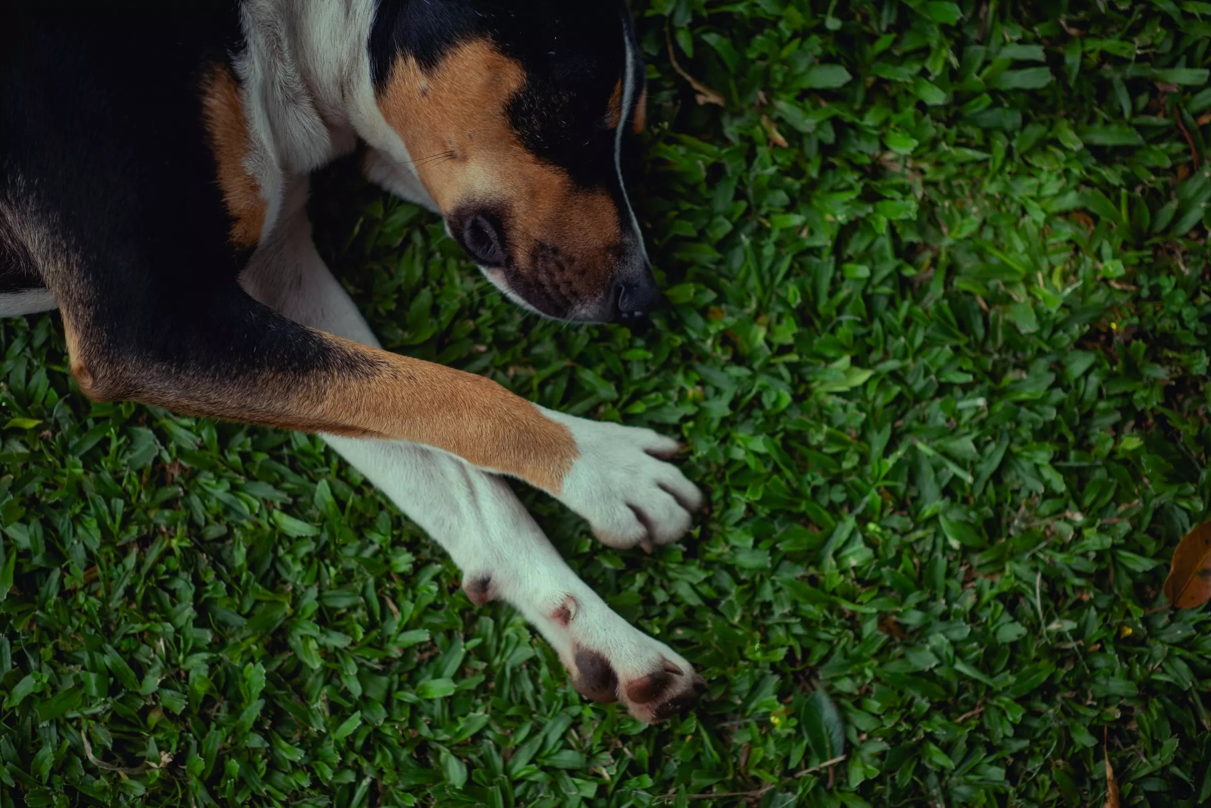 Can Dogs Get Colds or the Flu