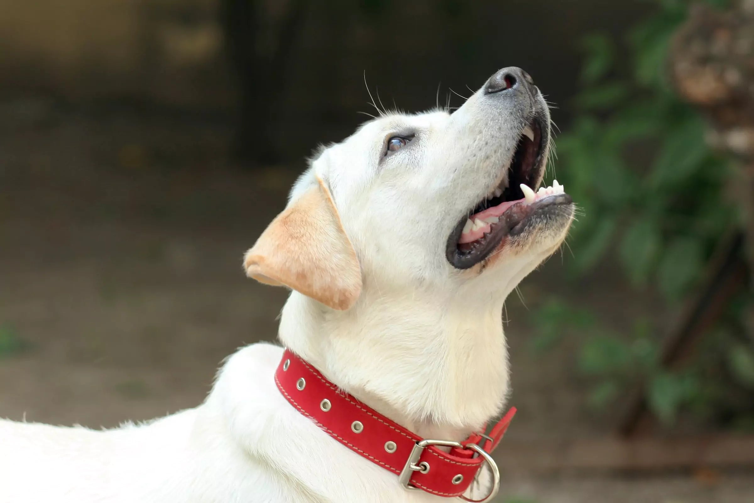 The Best Exercises for Senior Dogs