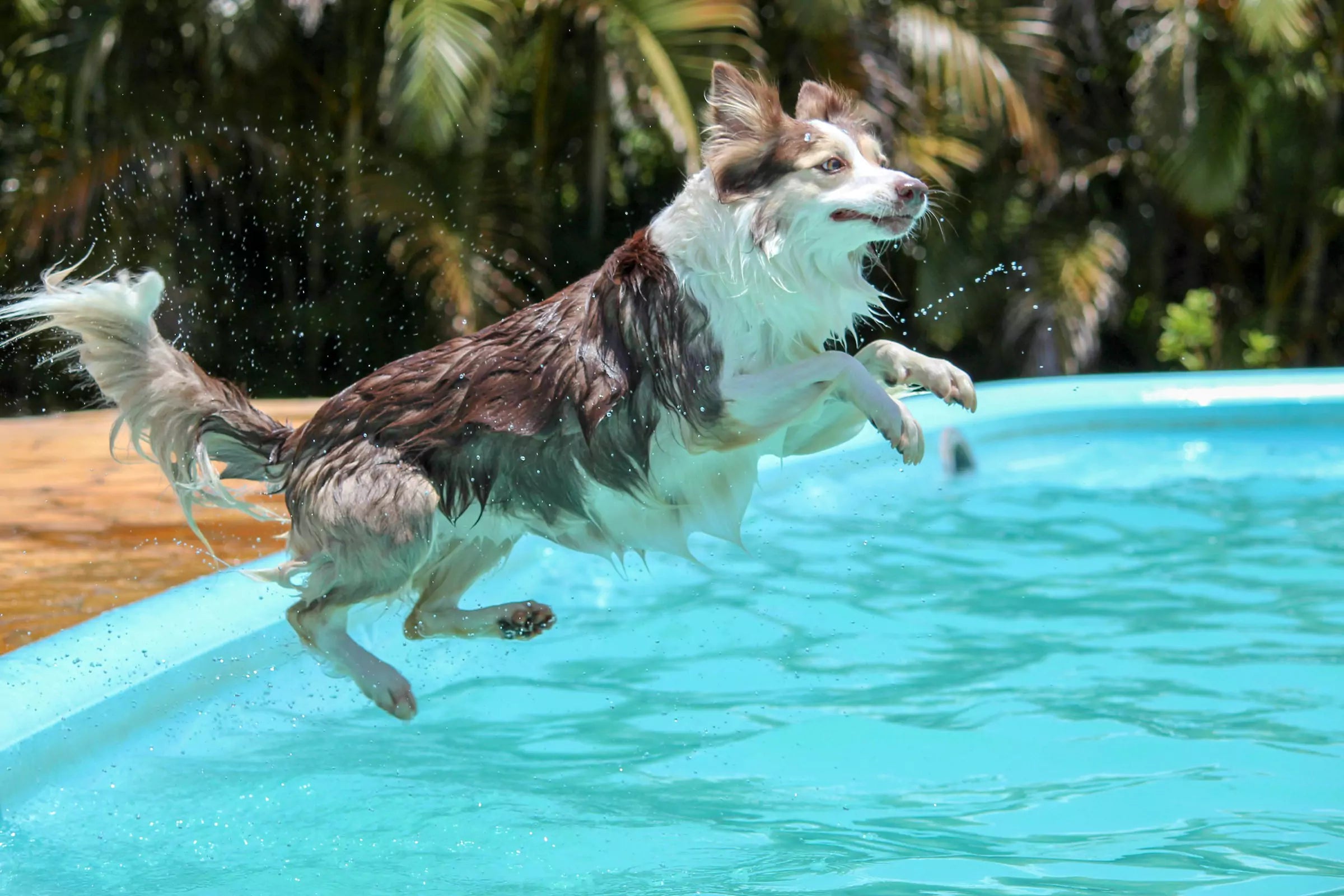 Do Dogs Know How to Swim