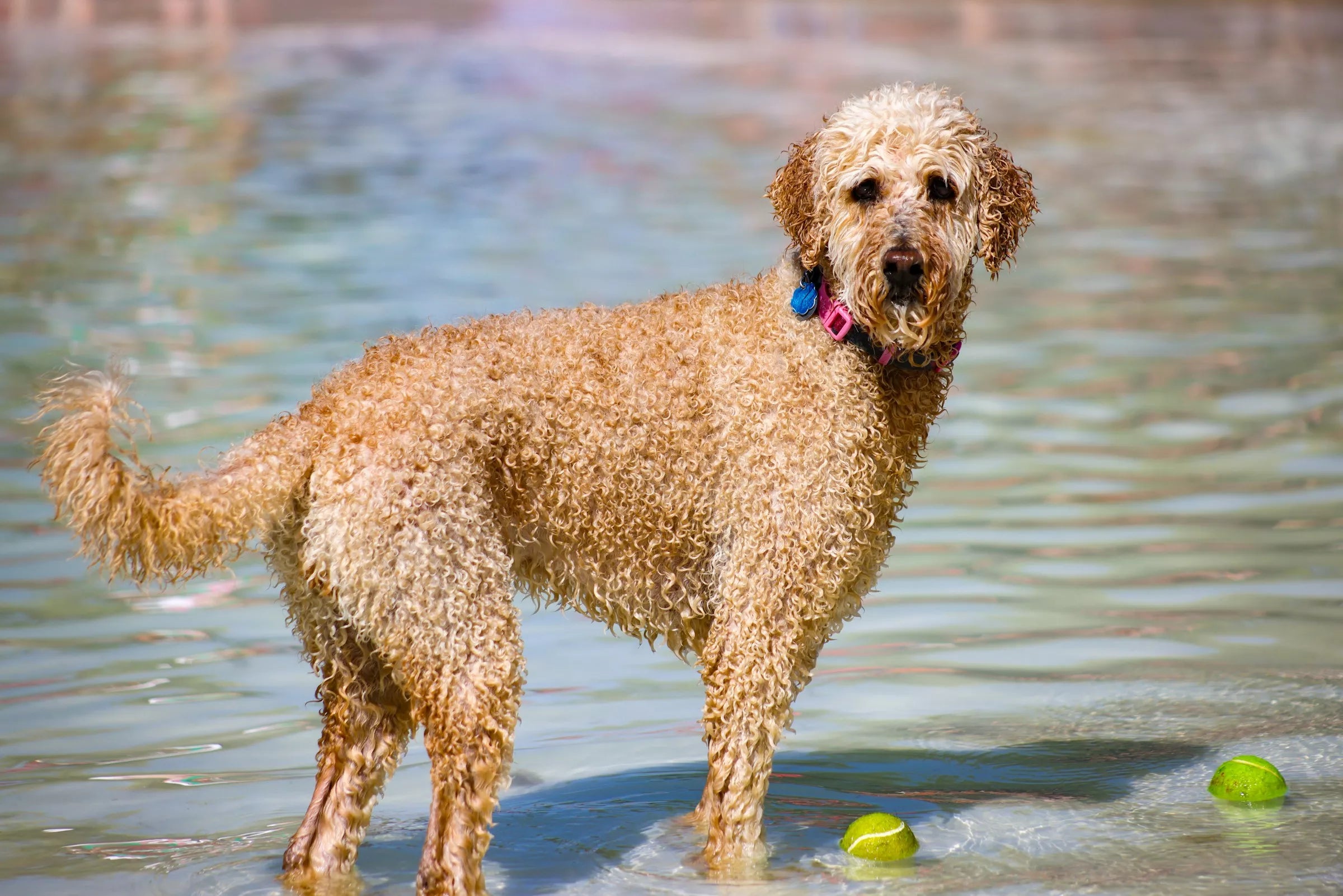 AirTag Dog Collars: Do They Actually Work? – Canine Culture