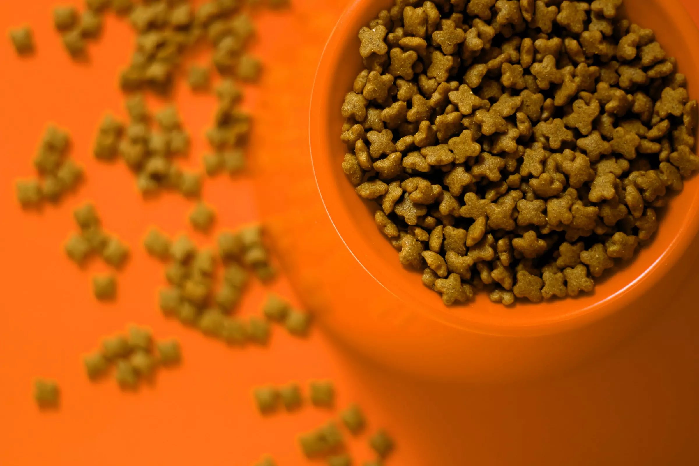Dog Food Ingredients to Avoid Like the Plague Canine Culture
