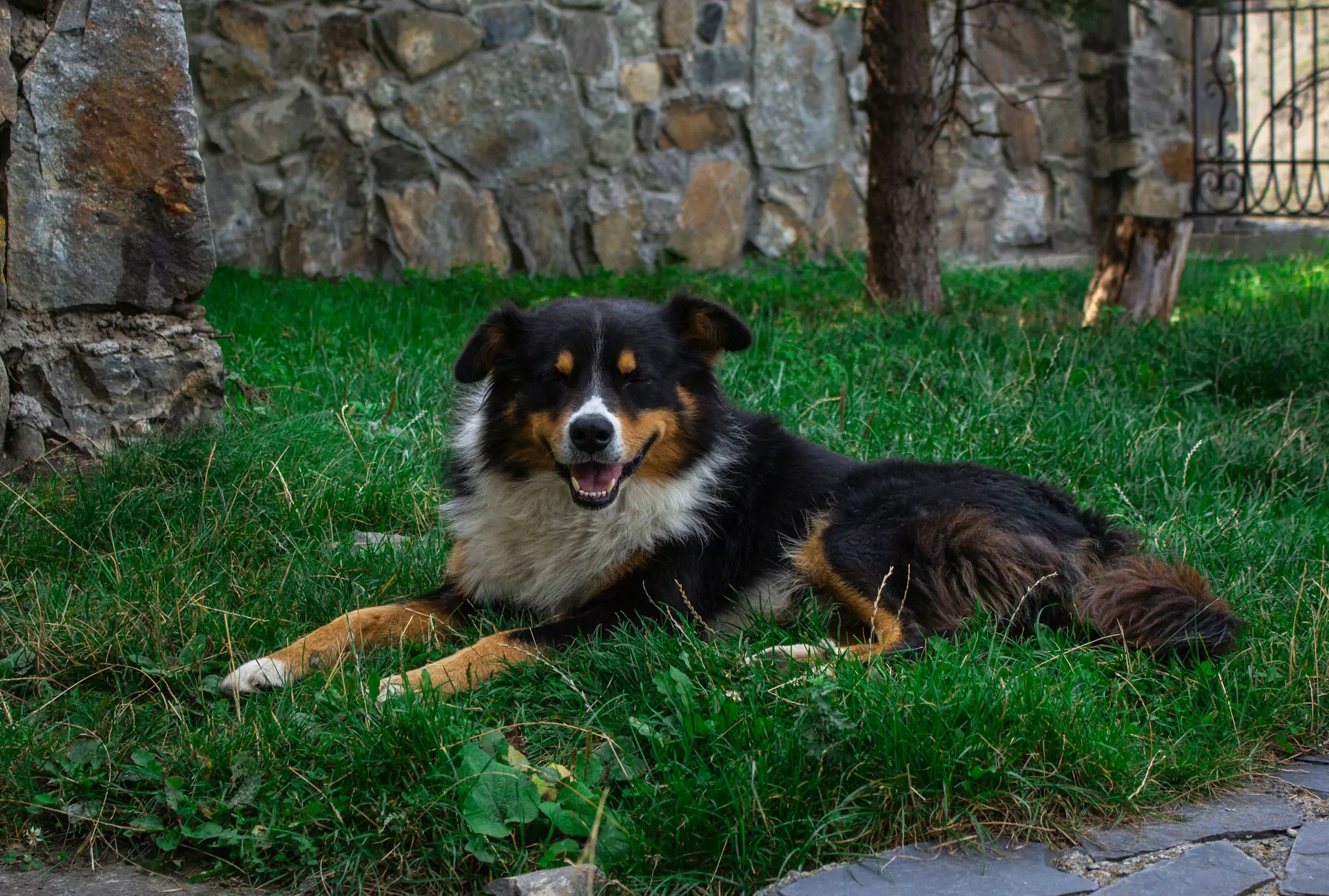 How Can I Make My Backyard Safe for My Dog