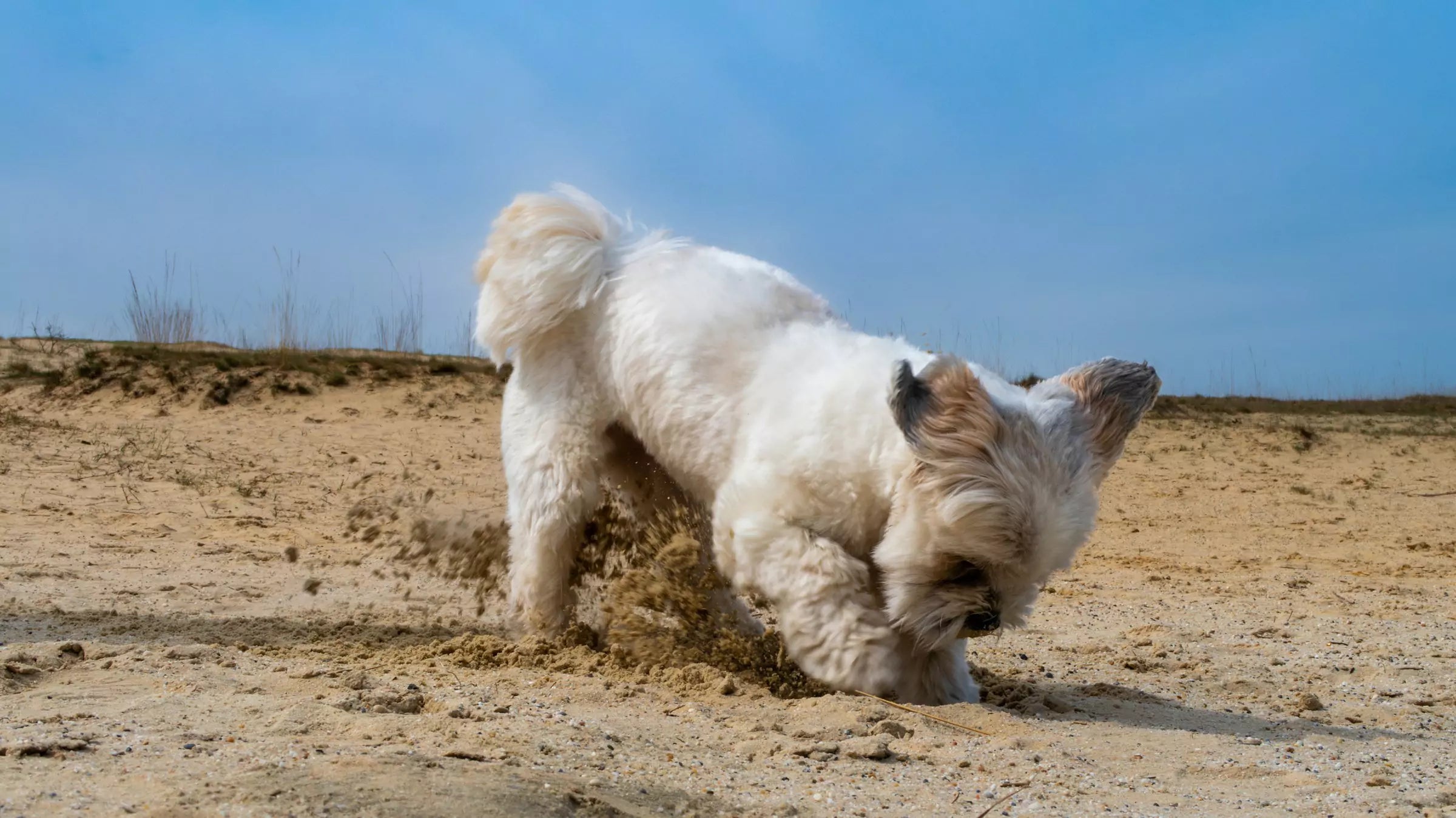 How Do You Stop Dogs from Digging Canine Culture